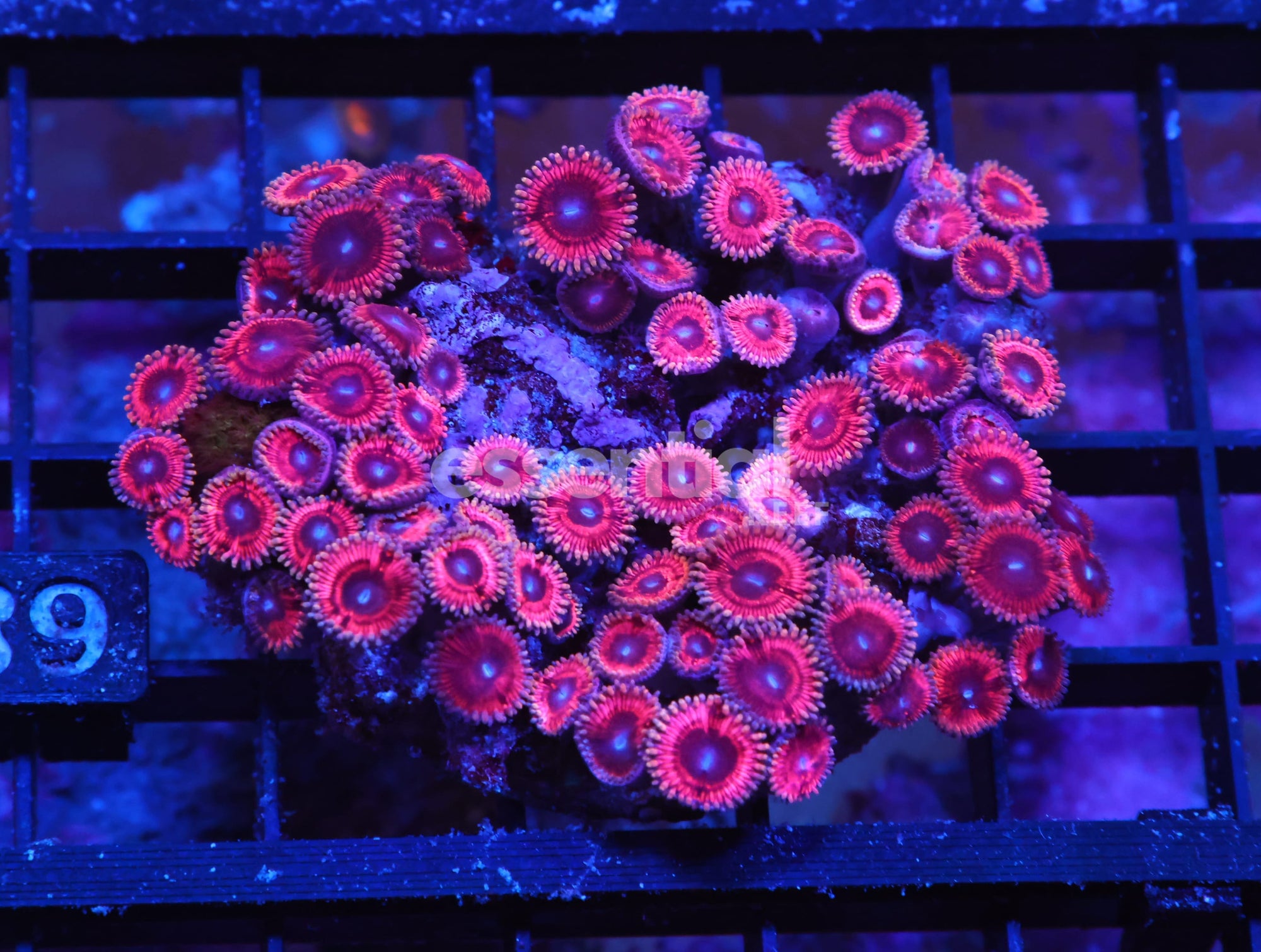 Watermarked - X89 - INDO PINK PASSION ZOA