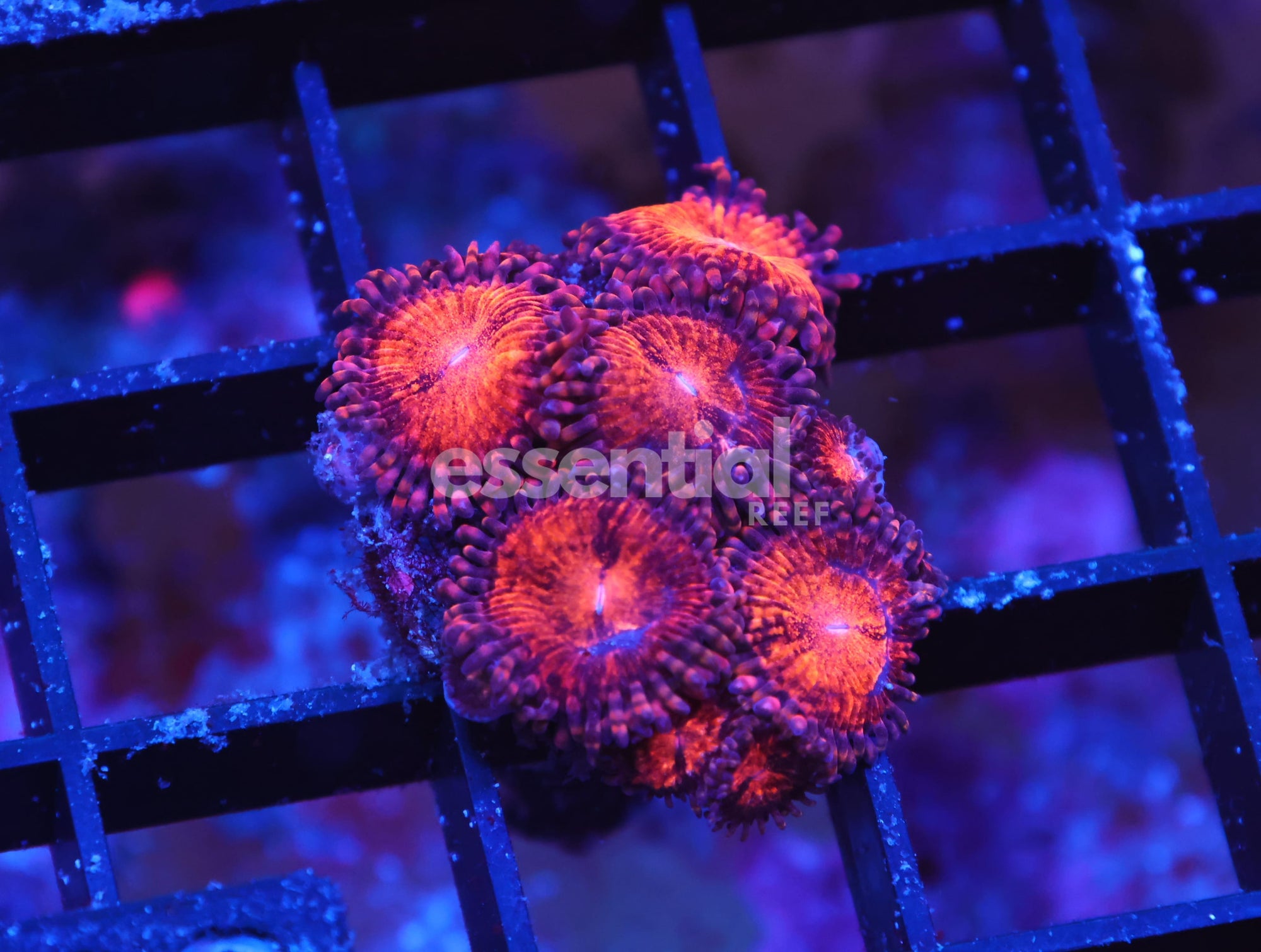 Watermarked - X90 - SDC ULTRA ZOA CULTURED