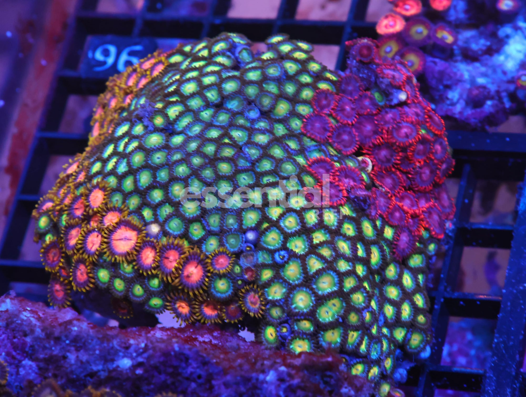 Watermarked - X91 - INDO COMBO ZOA ROCK
