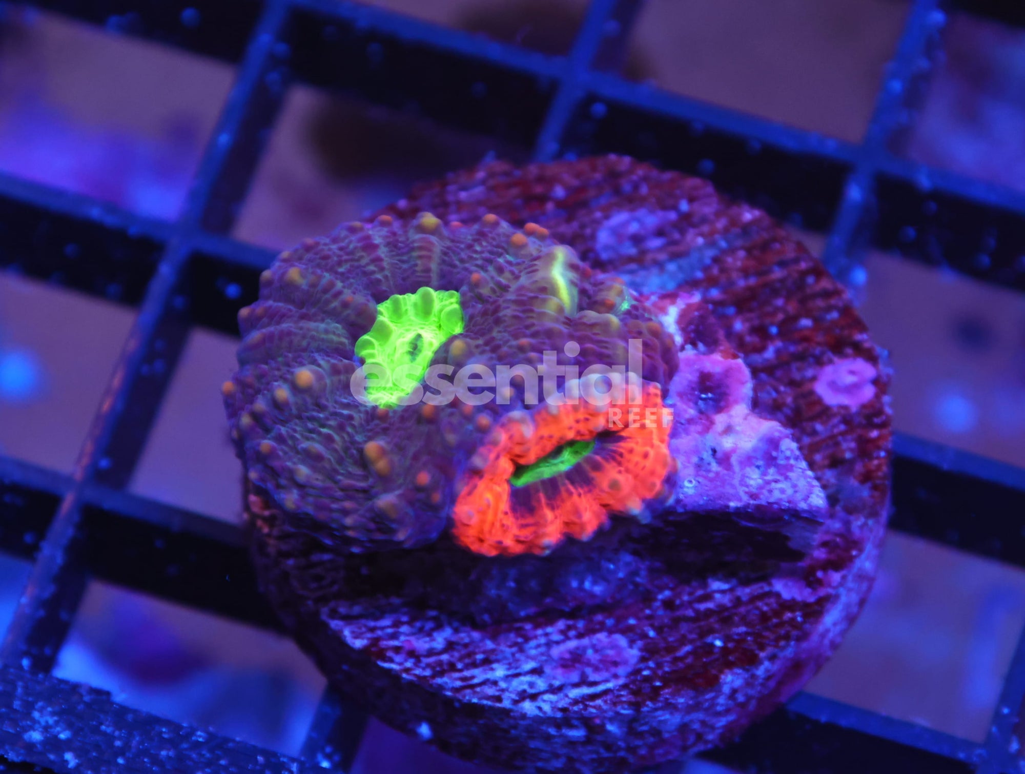 Watermarked - X92 - CAPTIVE SPAWN LOBO