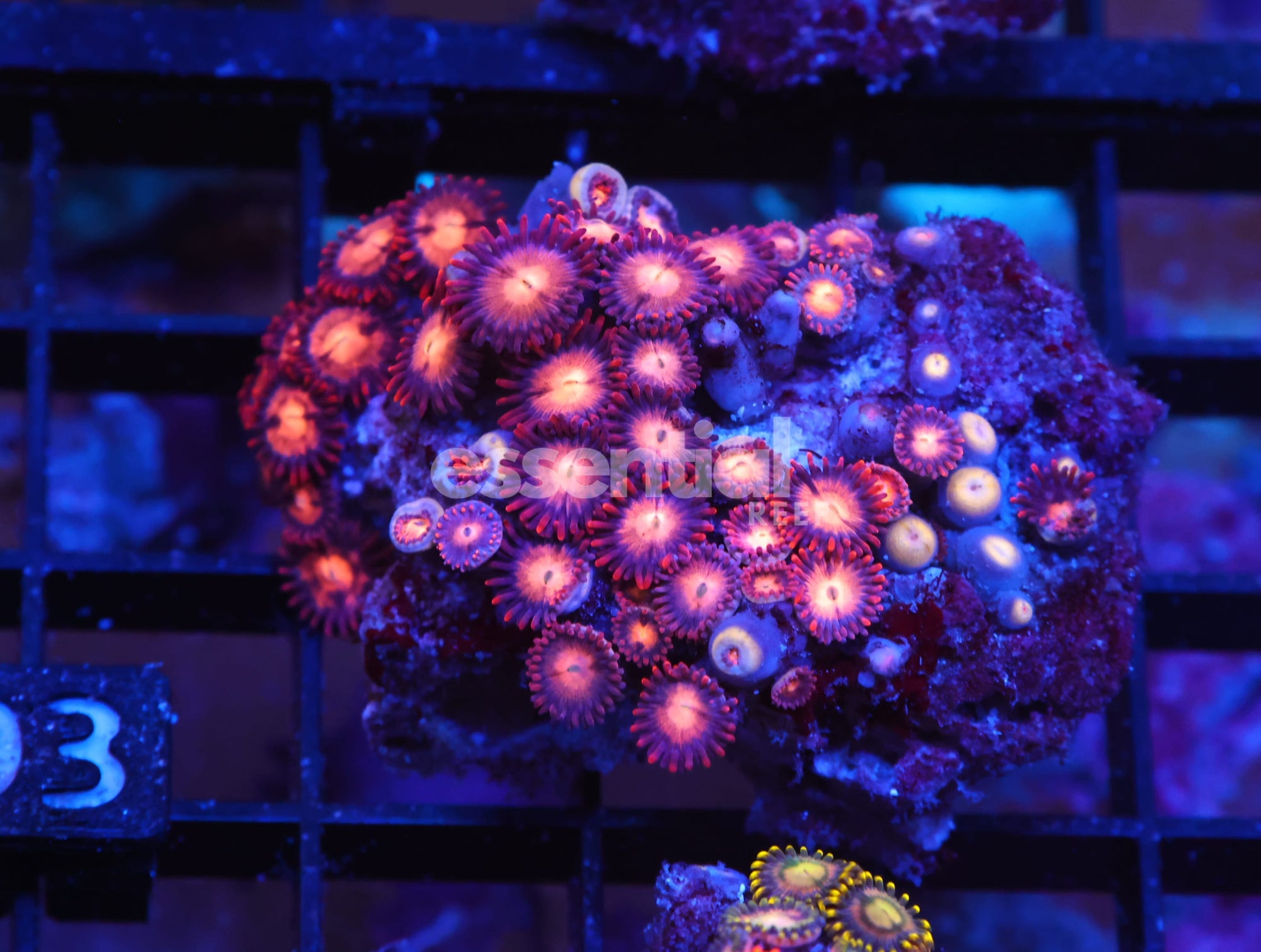 Watermarked - X93 - INDO RED SKIRT ZOA