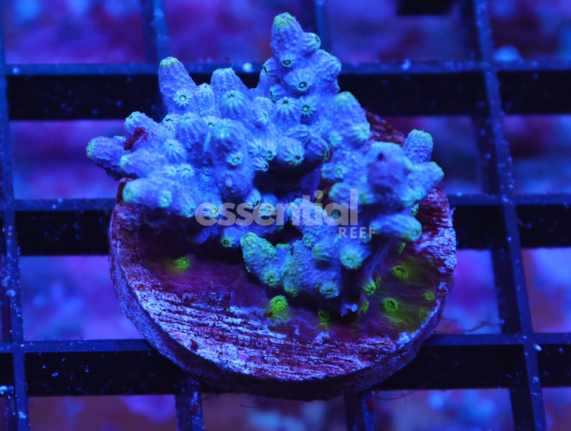 Watermarked - X94 - AUSSIE BRANCHING CYPHASTREA CULTURED