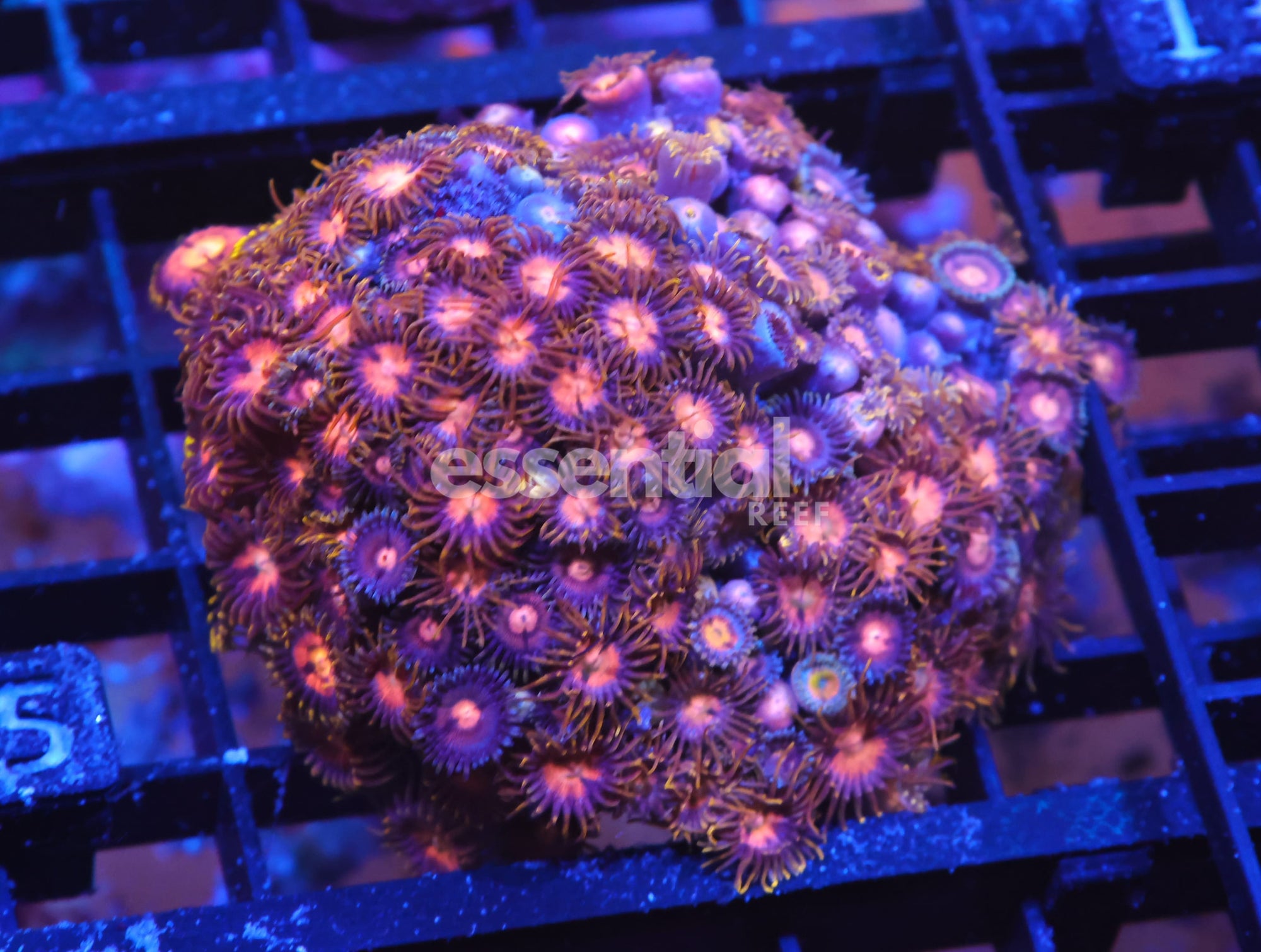 Watermarked - X95 - INDO COMBO ZOA ROCK