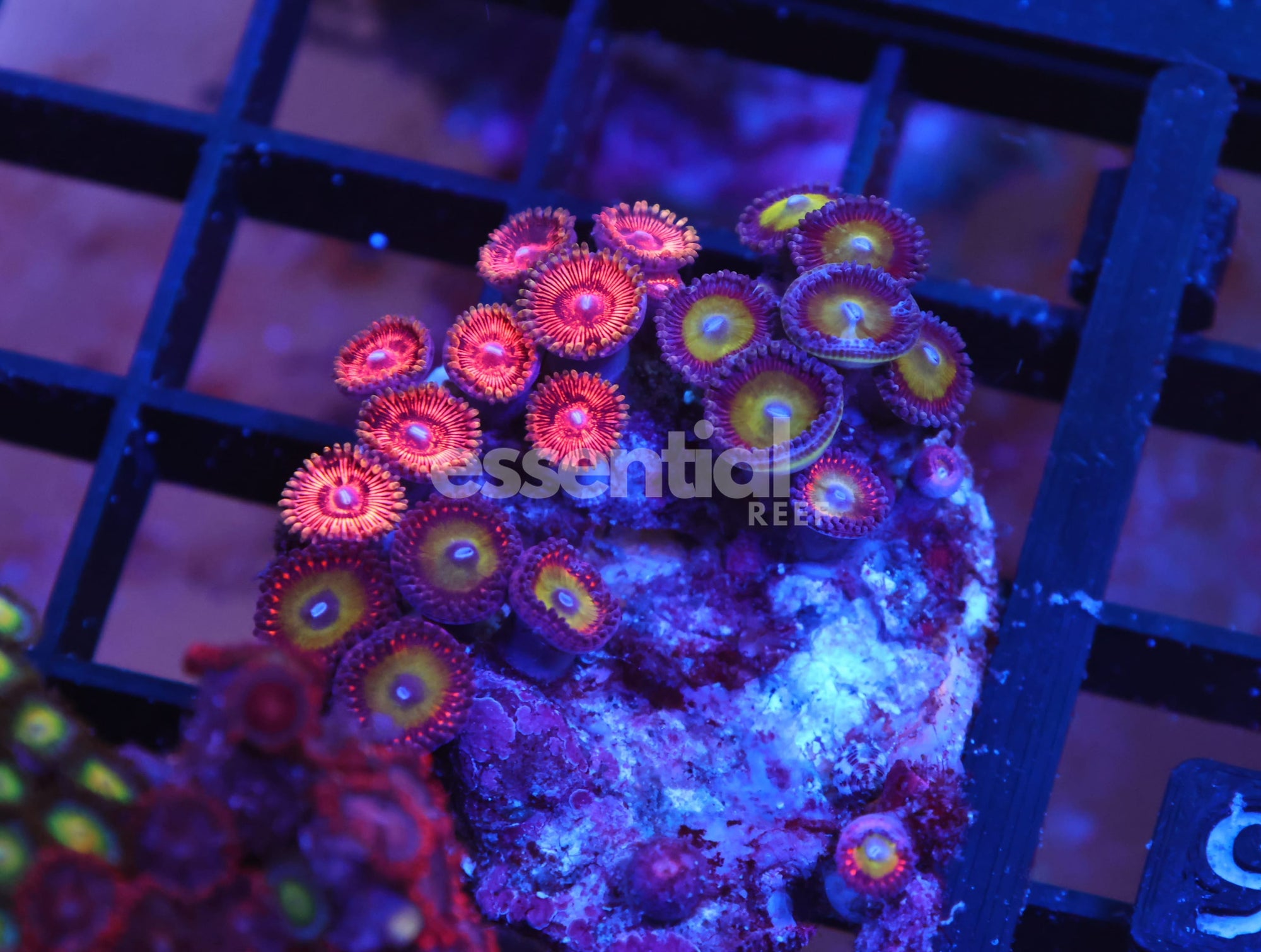 Watermarked - X96 - INDO ULTRA COMBO ZOA CULTURED