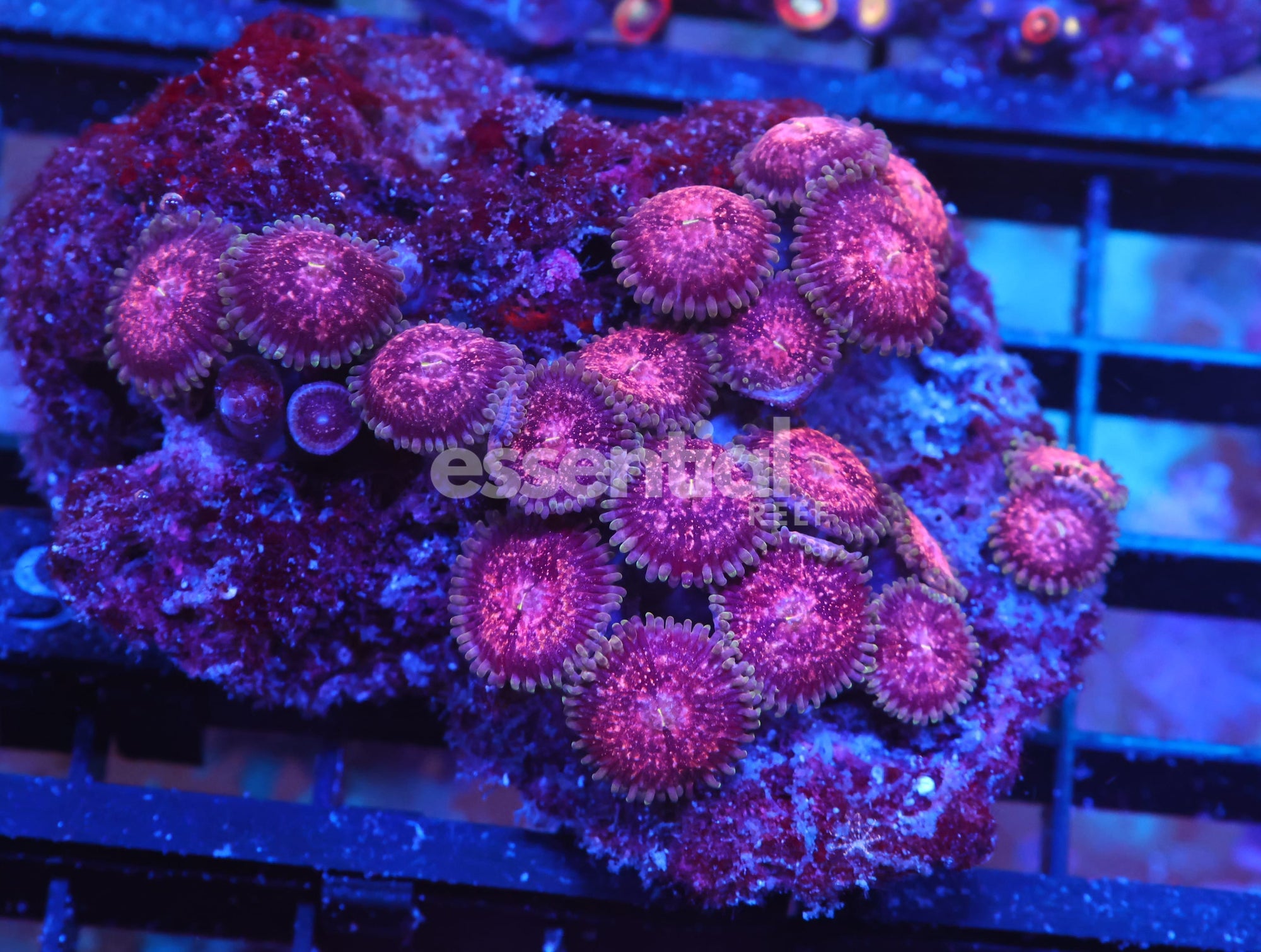 Watermarked - X98 - INDO PINK SPARKLES ZOA