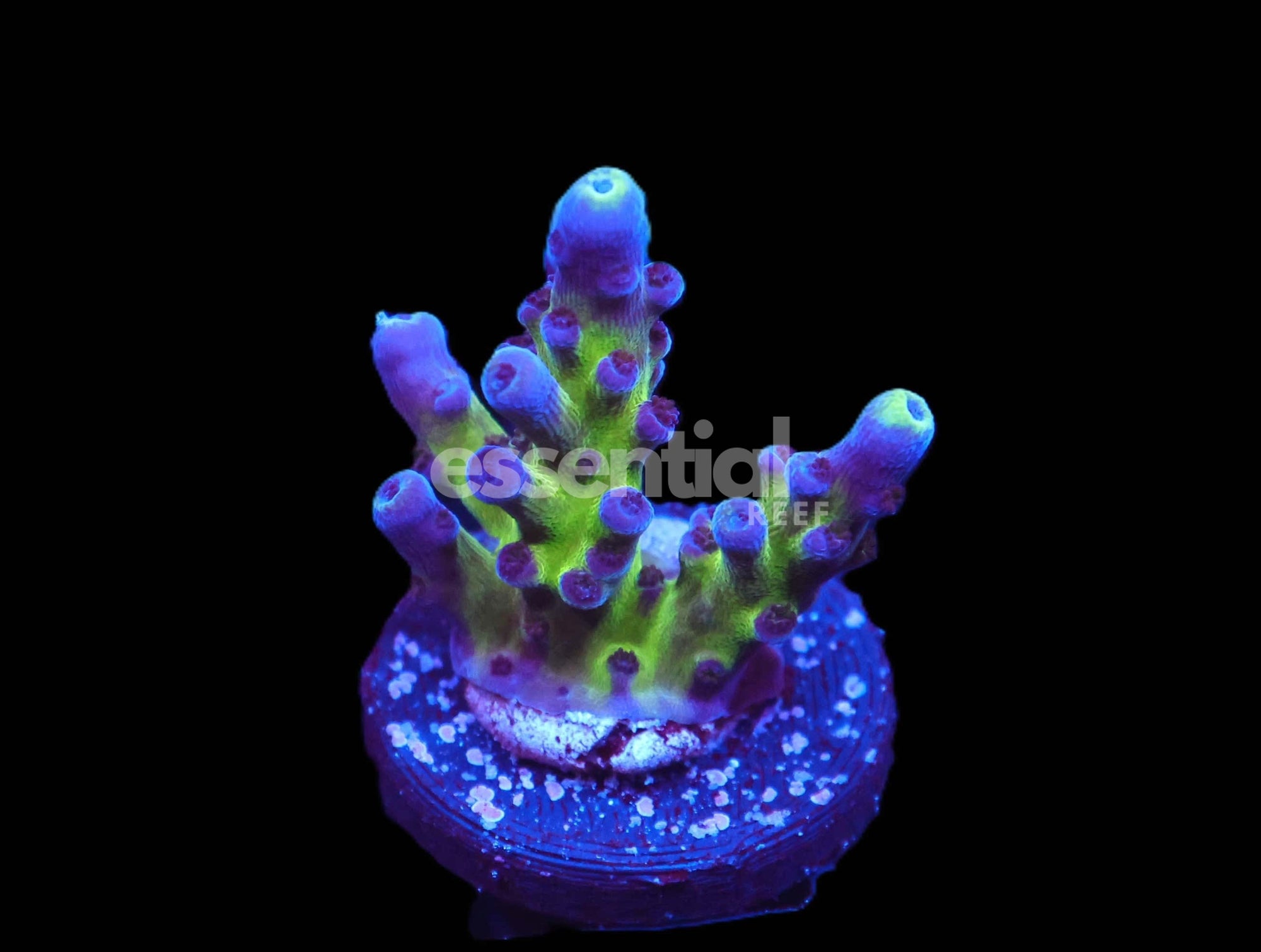 Watermarked - C231 - SDC AUS GOLD TORT ACRO