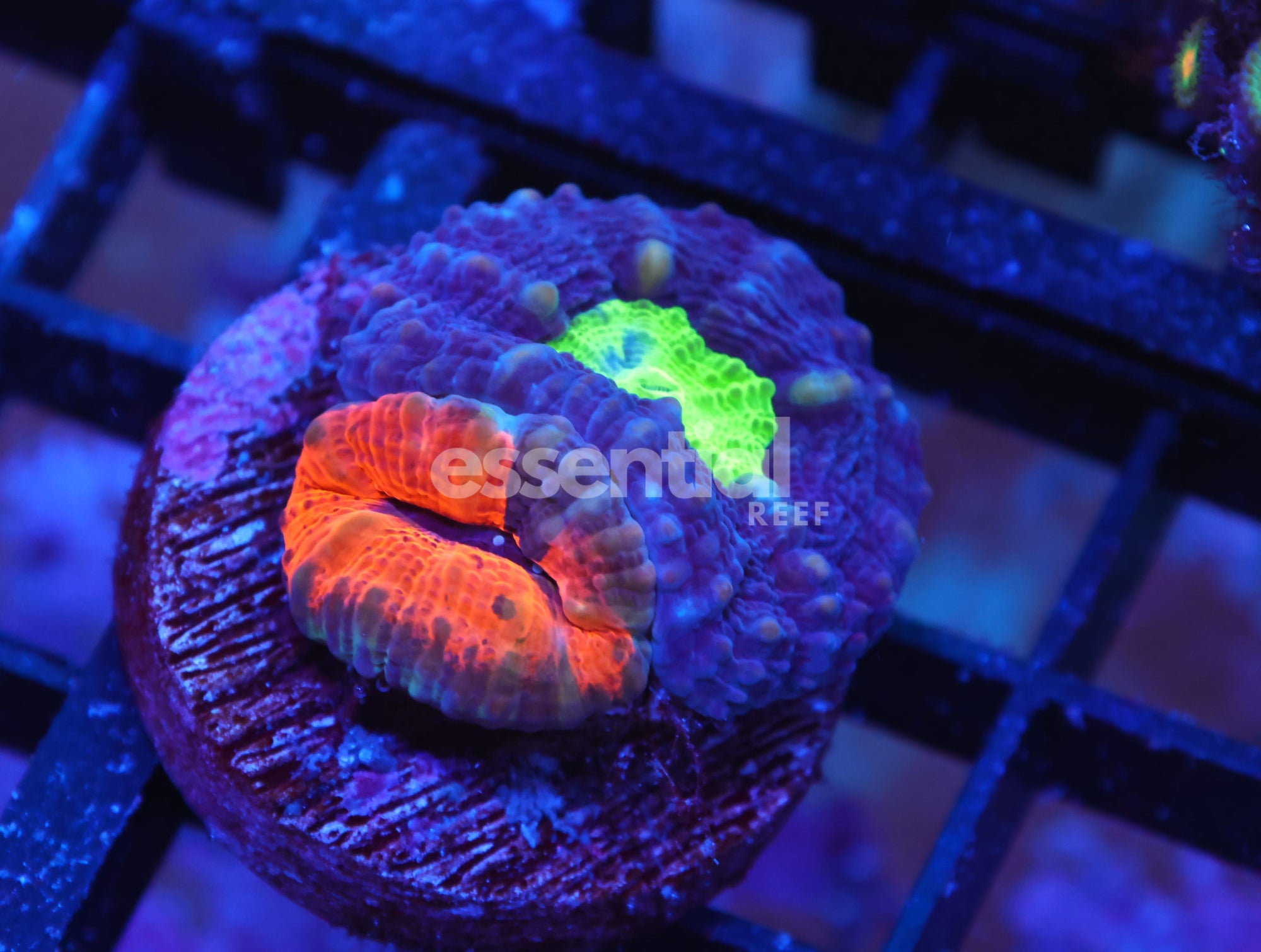 Watermarked - X99 - CAPTIVE SPAWN LOBO