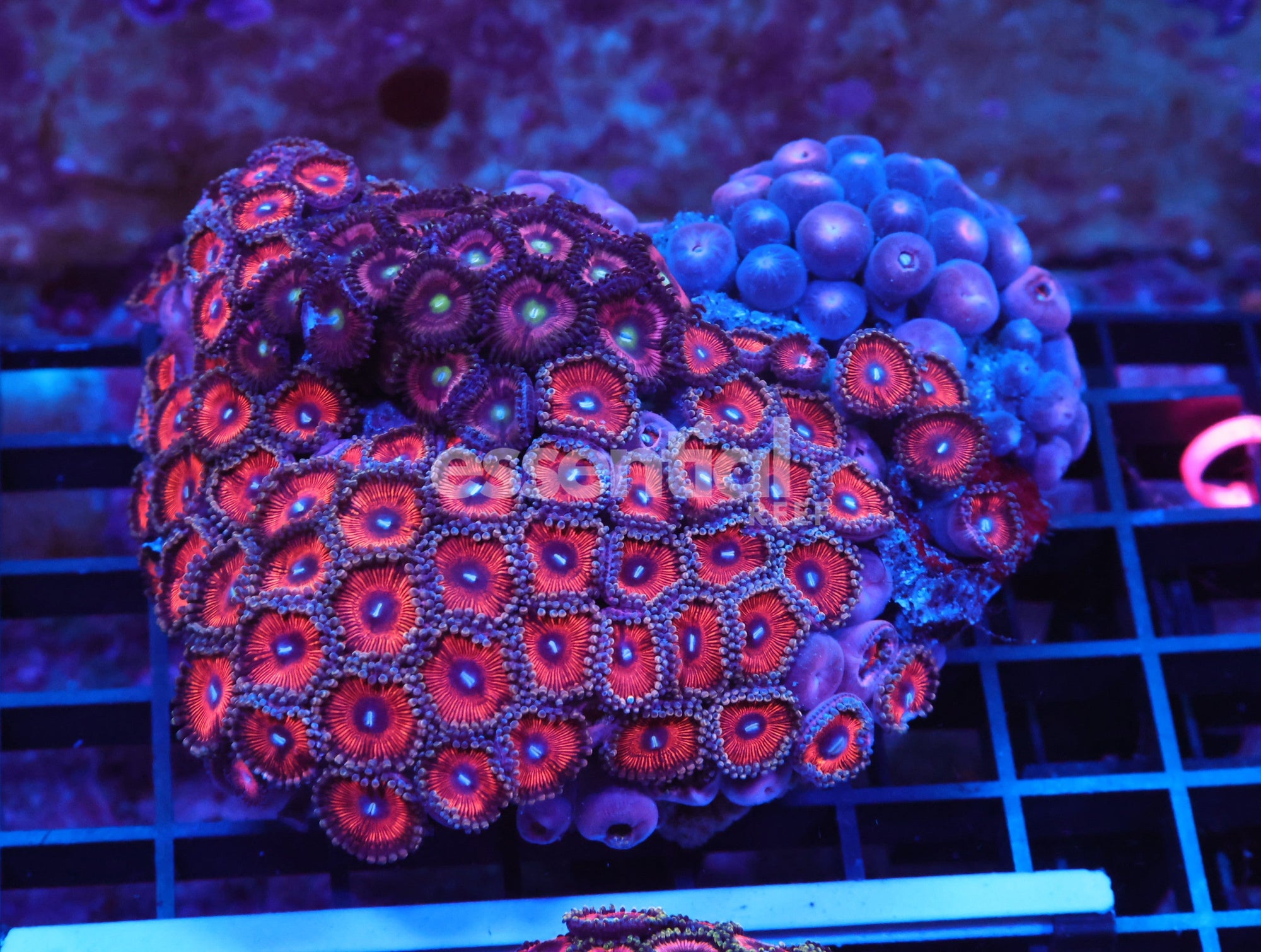 Watermarked - X105 - Indo Combo Zoa Rock