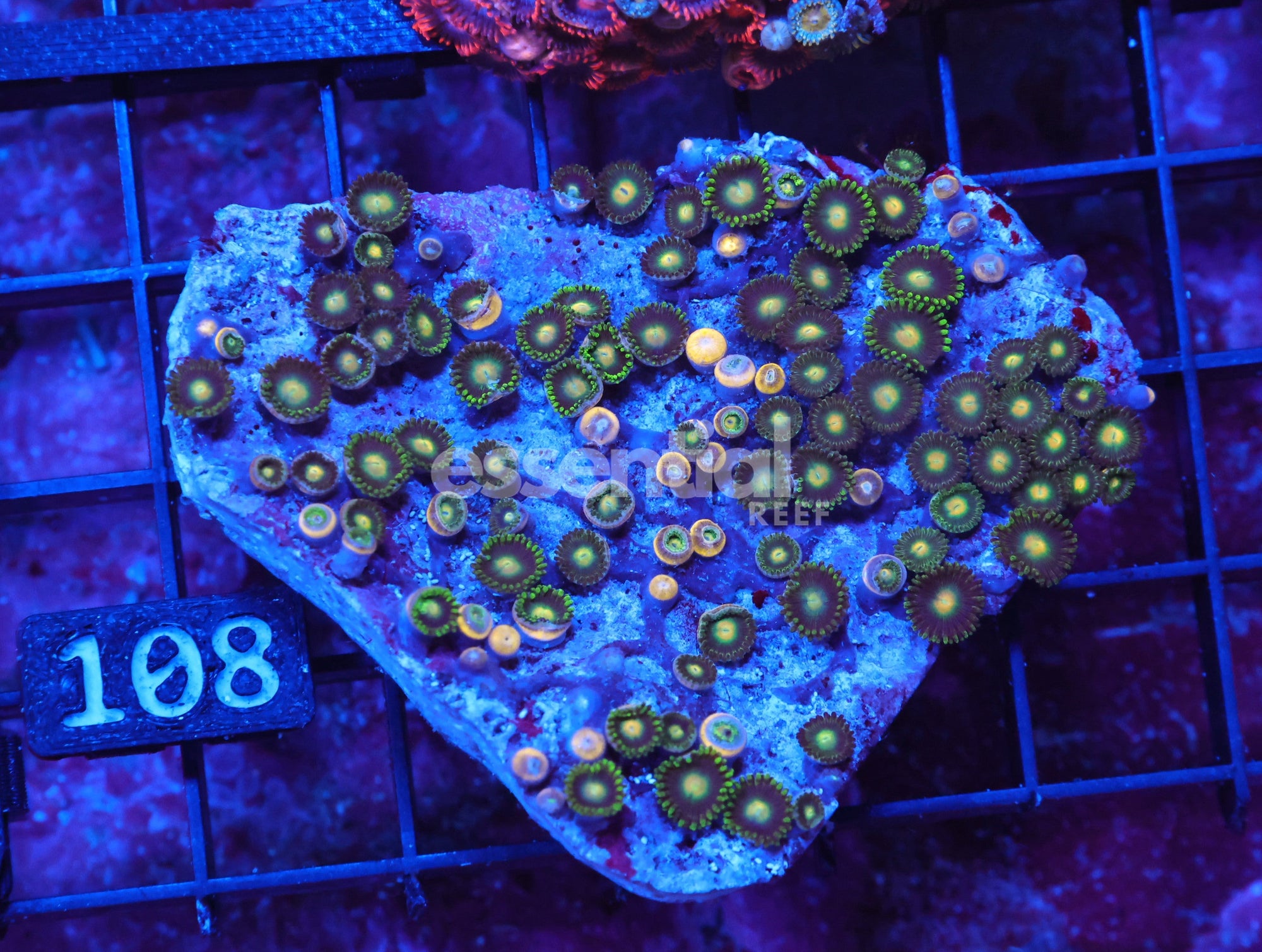 Watermarked - X108 - Indo Apple Eye Zoa