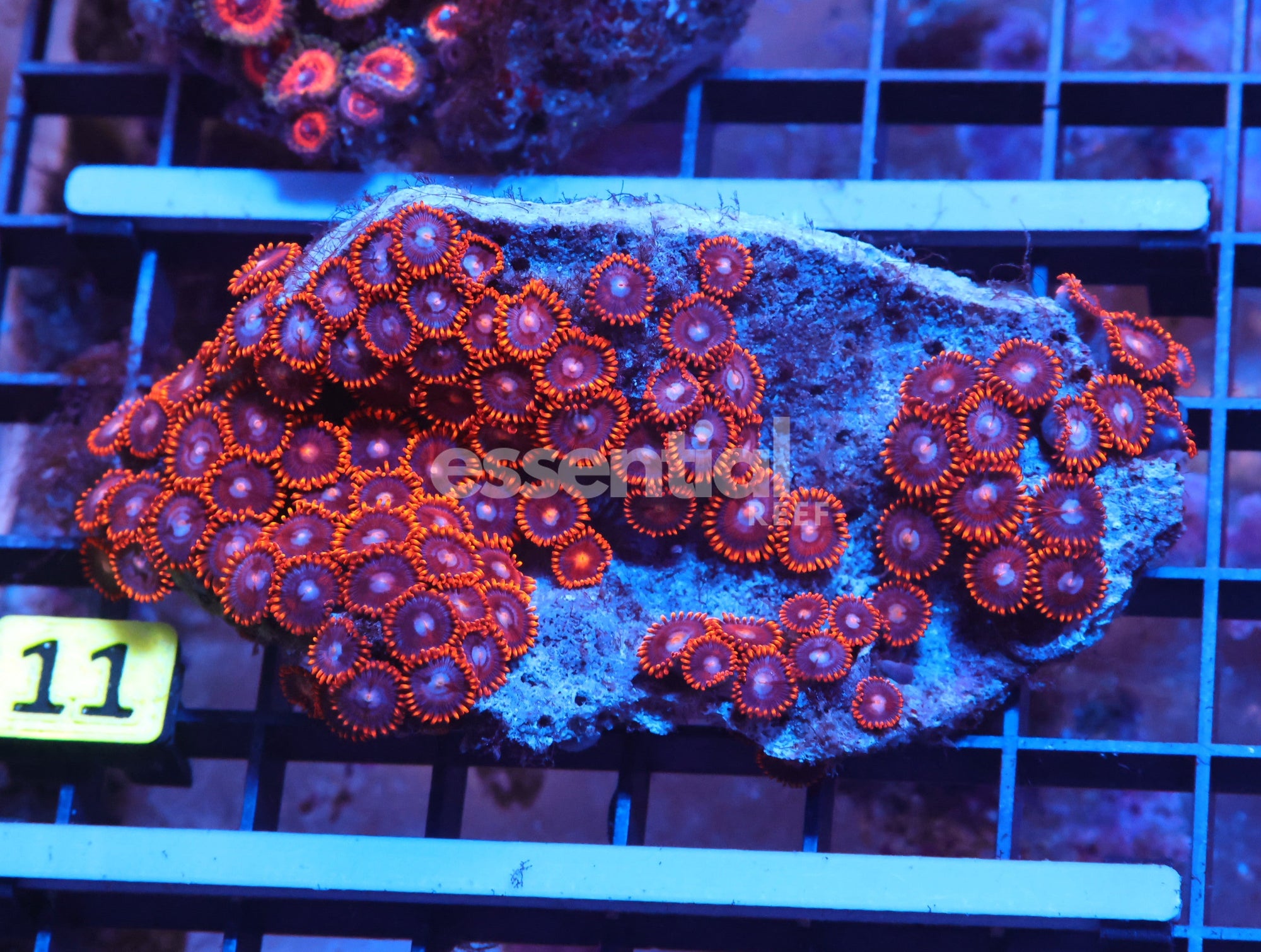 Watermarked - X11 - Indo Fire And Ice Zoa