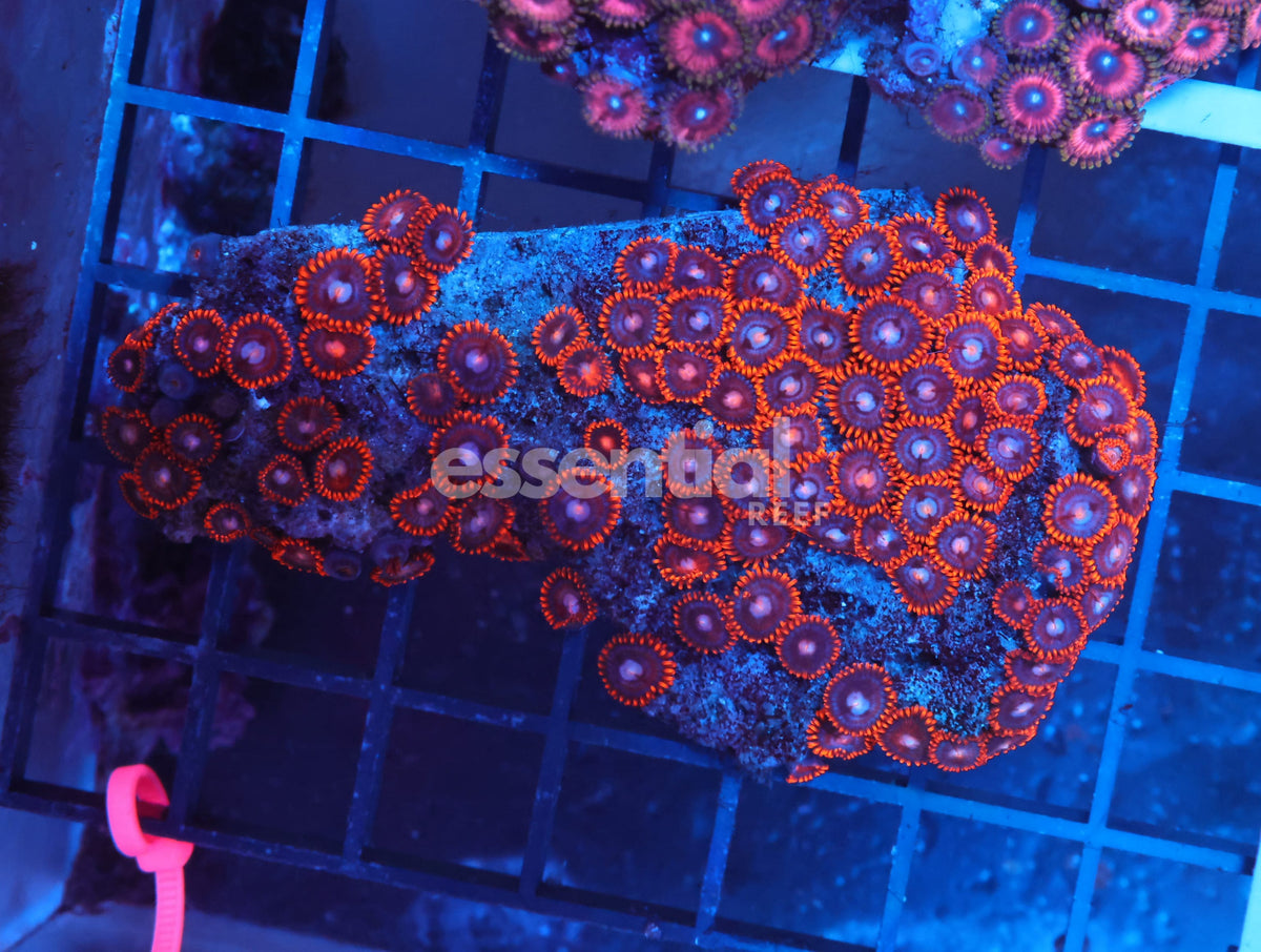 Watermarked - X01 - Indo Red Skirt Zoa