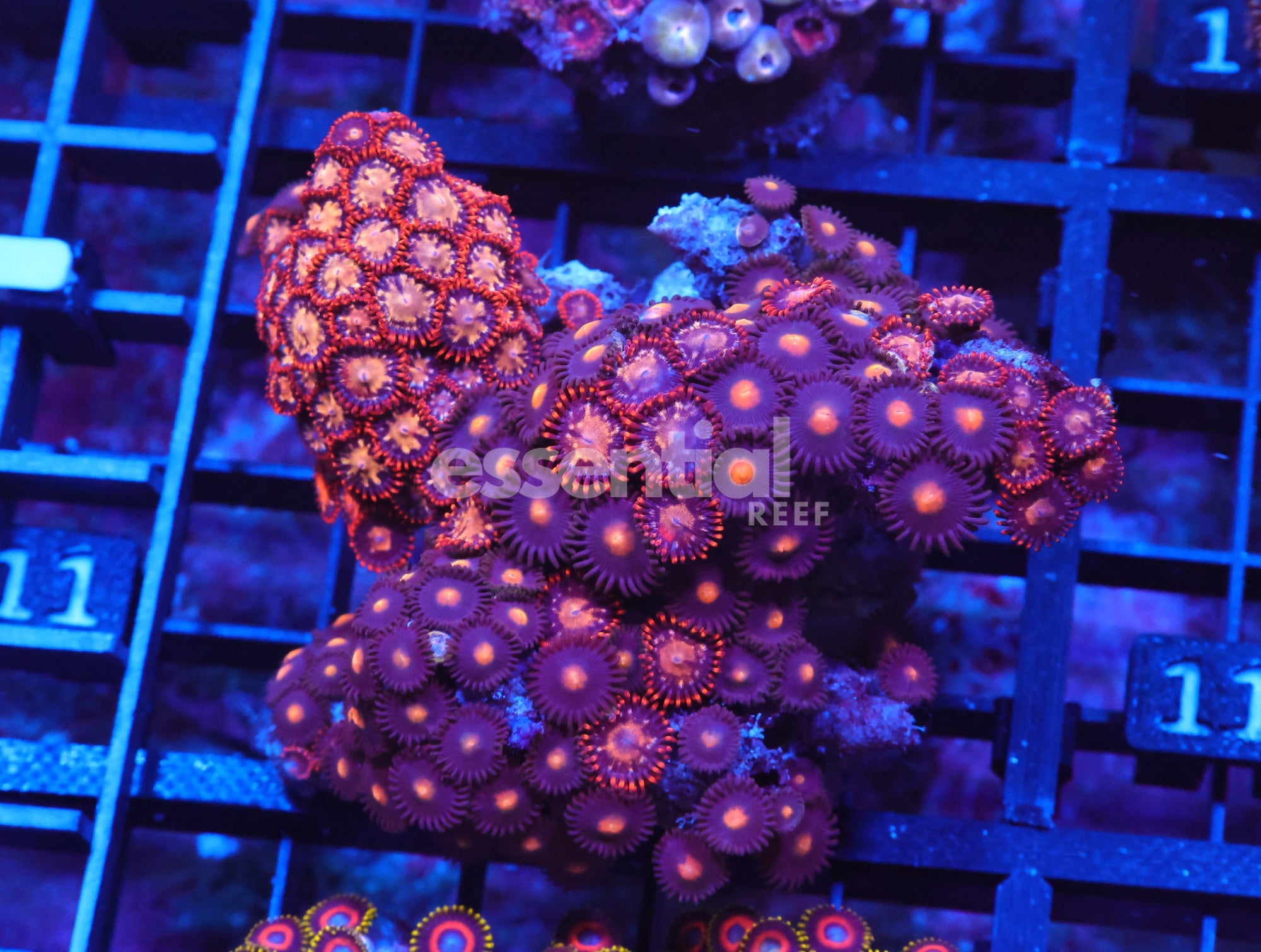 Watermarked - X111 - Indo Combo Zoa Rock