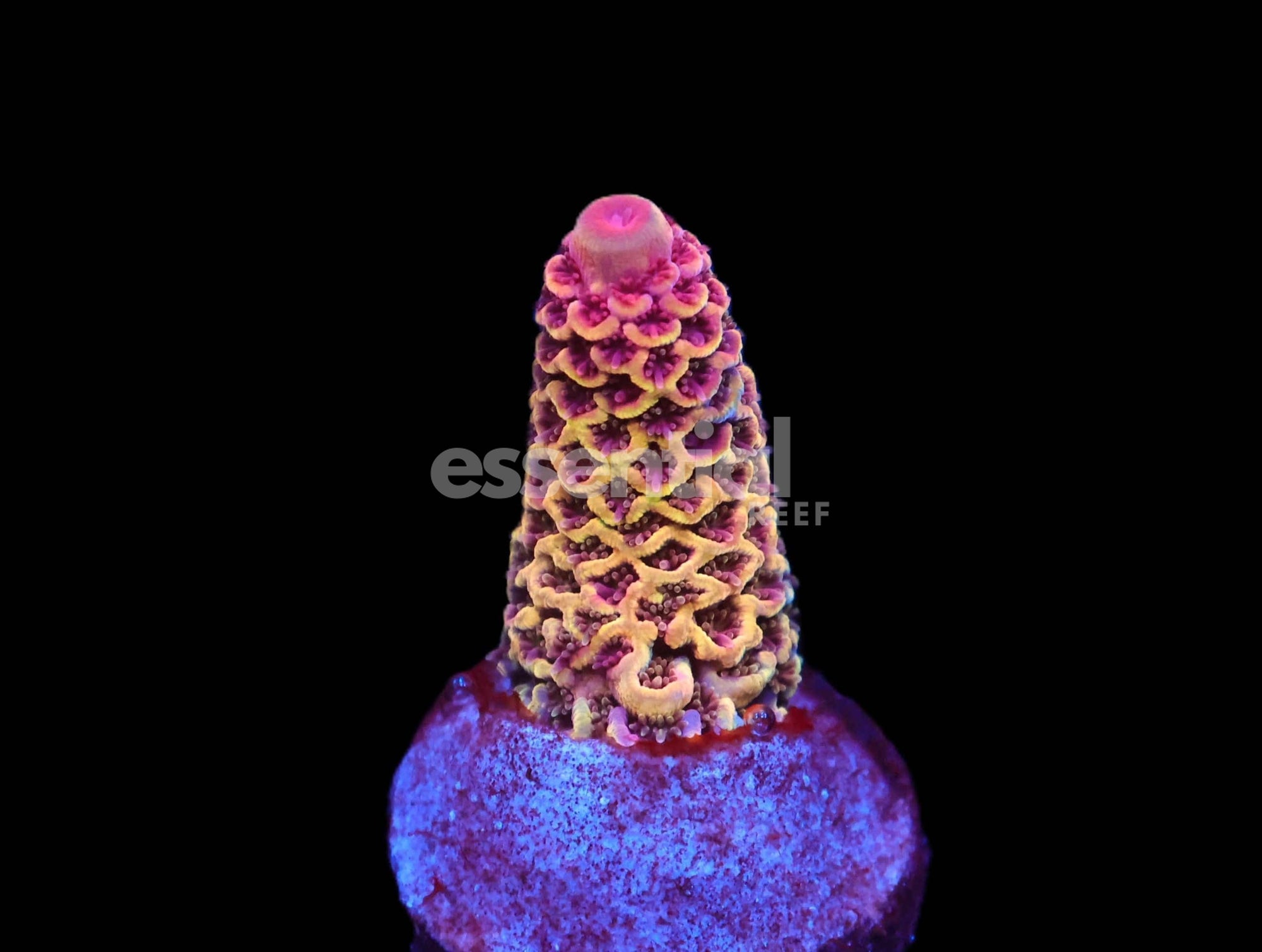 Watermarked - C232 - SDC JELLO SHOTS ACRO