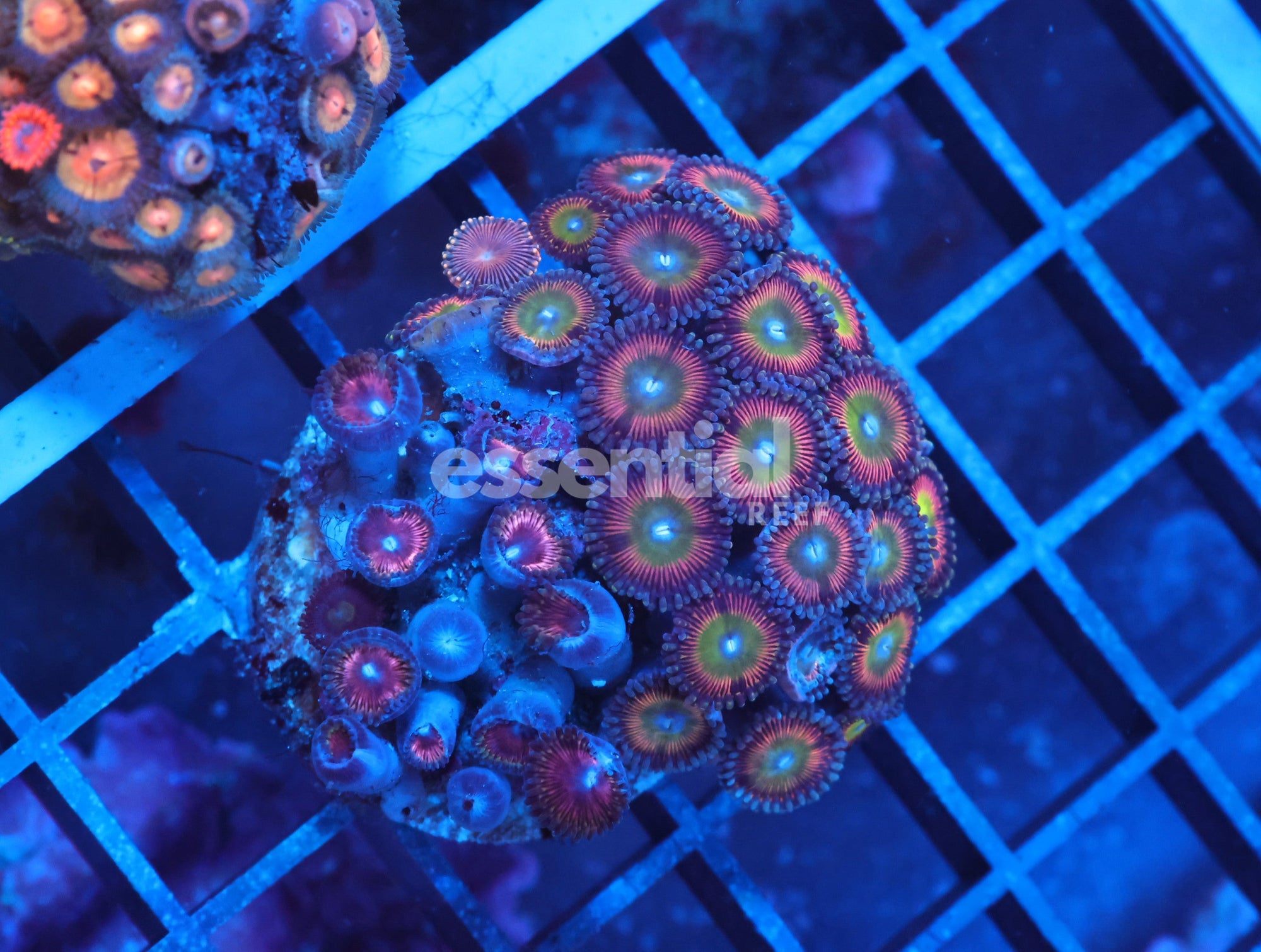 Watermarked - X03 - Indo Candy Apple Combo Zoa Cultured