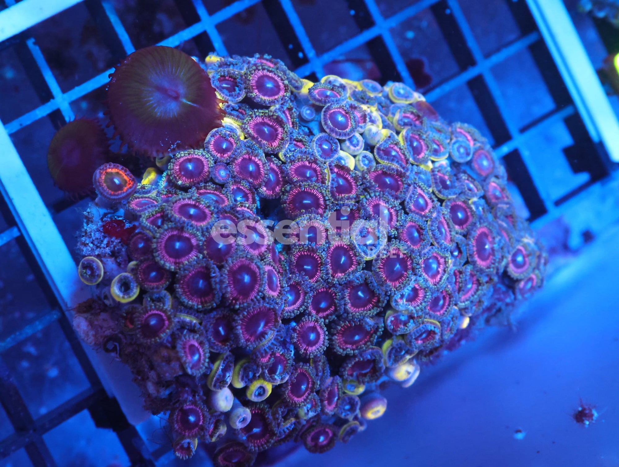 Watermarked - X04 - Indo Pink Passion Zoa