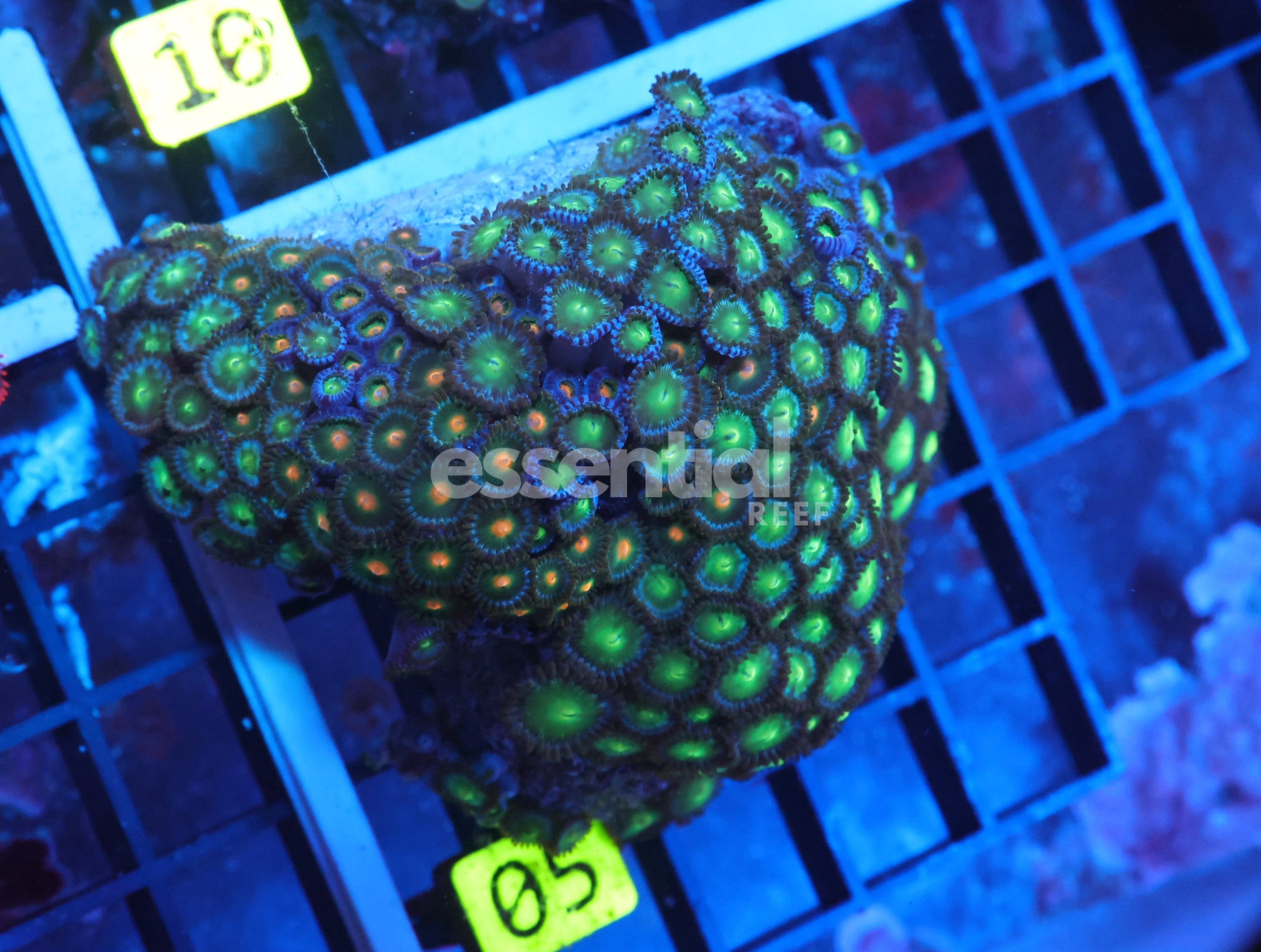 Watermarked - X05 - Indo Green Eye Zoa