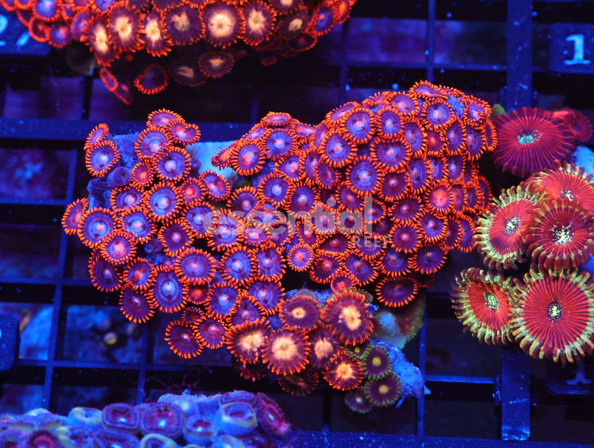 Watermarked - X122 - Indo Fire And Ice Zoa