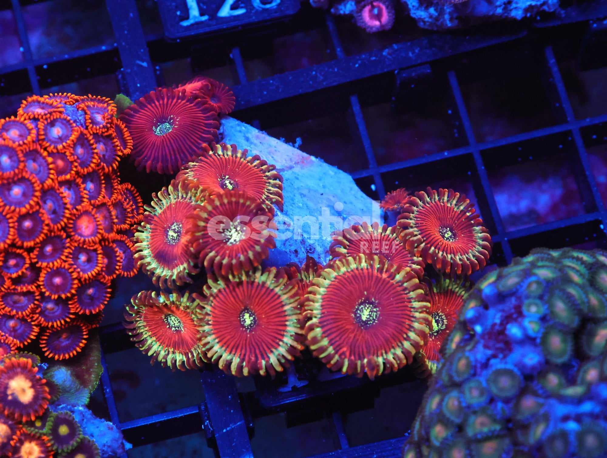 Watermarked - X123 - Indo Red Magician Zoa