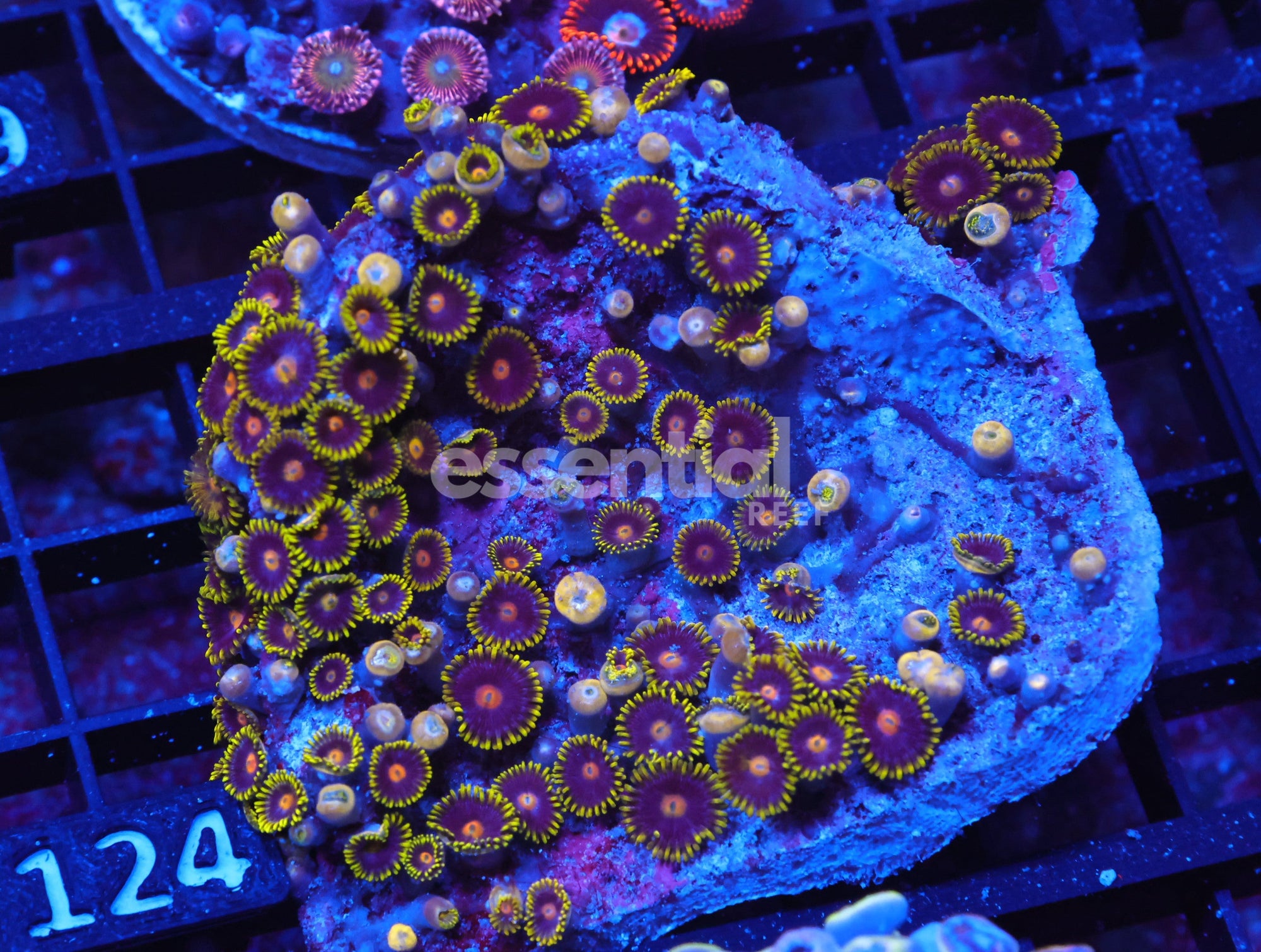Watermarked - X124 - Indo Blueberry Fields Zoa