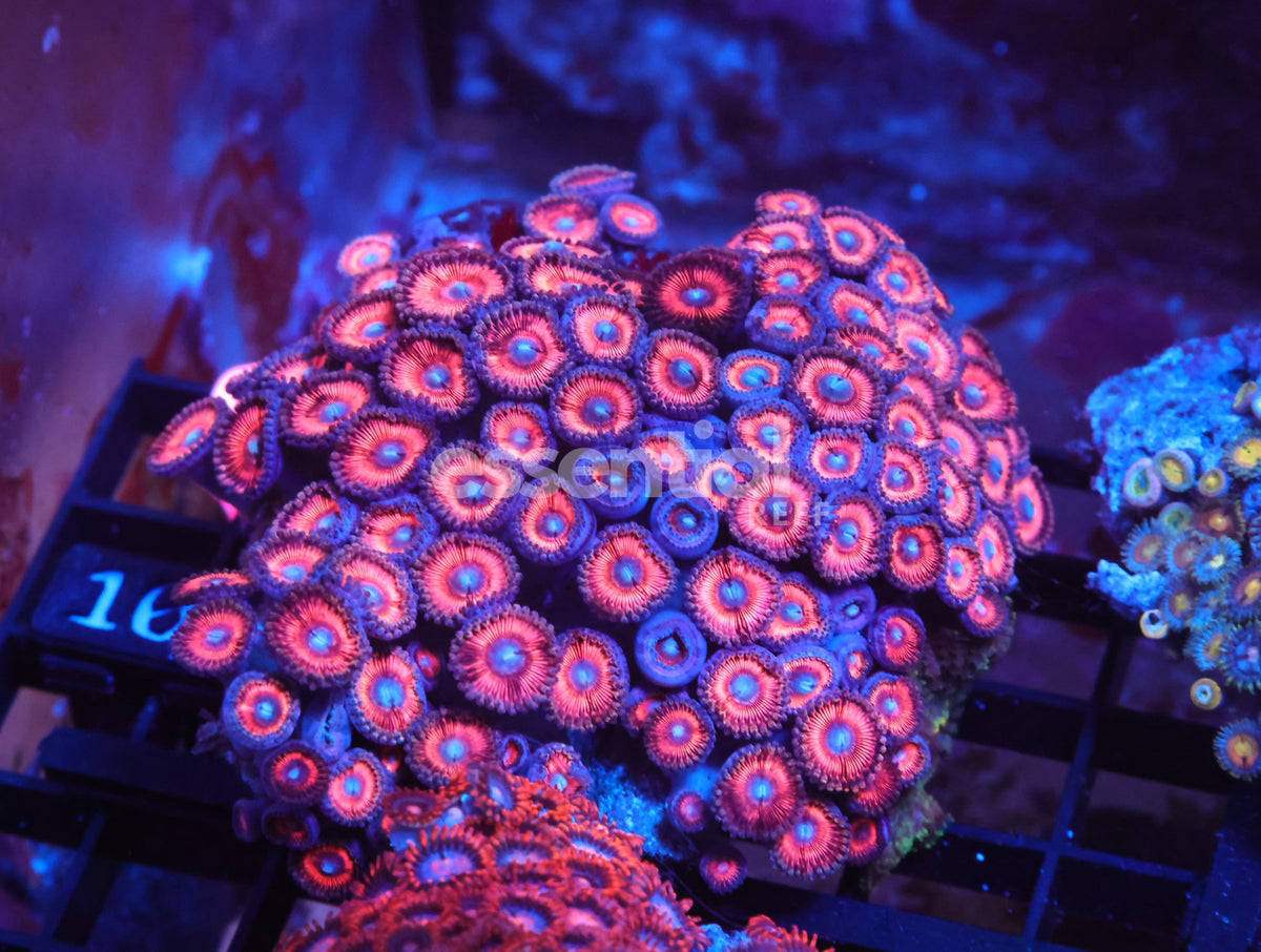 Watermarked - X101 - Indo Pink Blue Eye Zoa