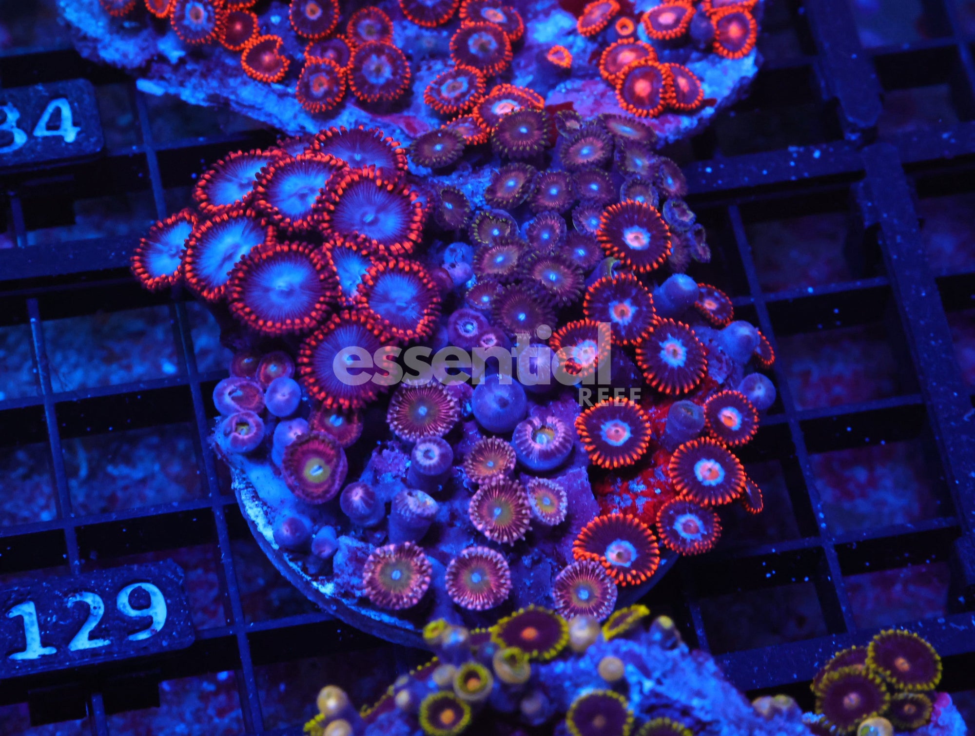 Watermarked - X129 - Indo Combo Zoa Rock