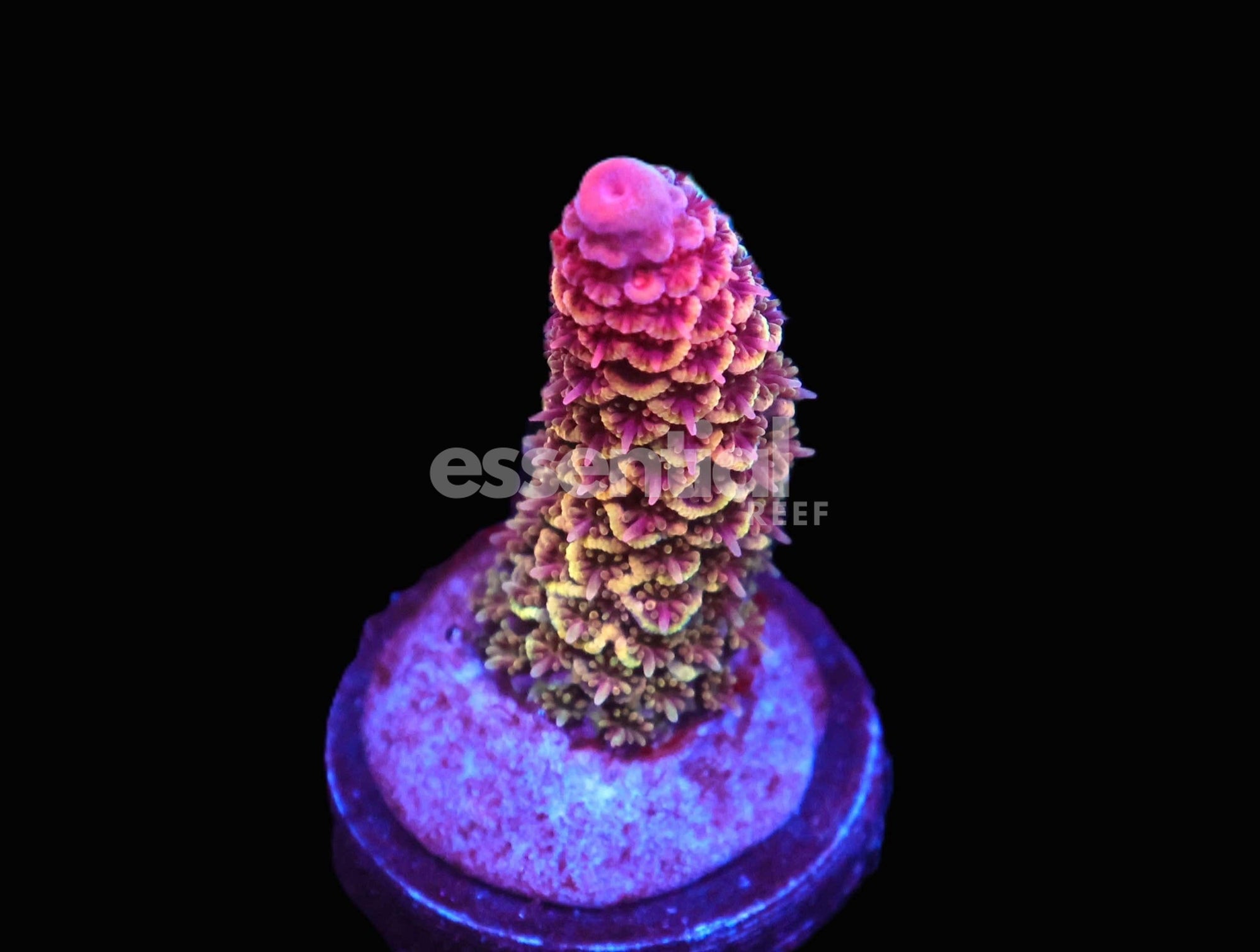 Watermarked - C236 - SDC JELLO SHOTS ACRO