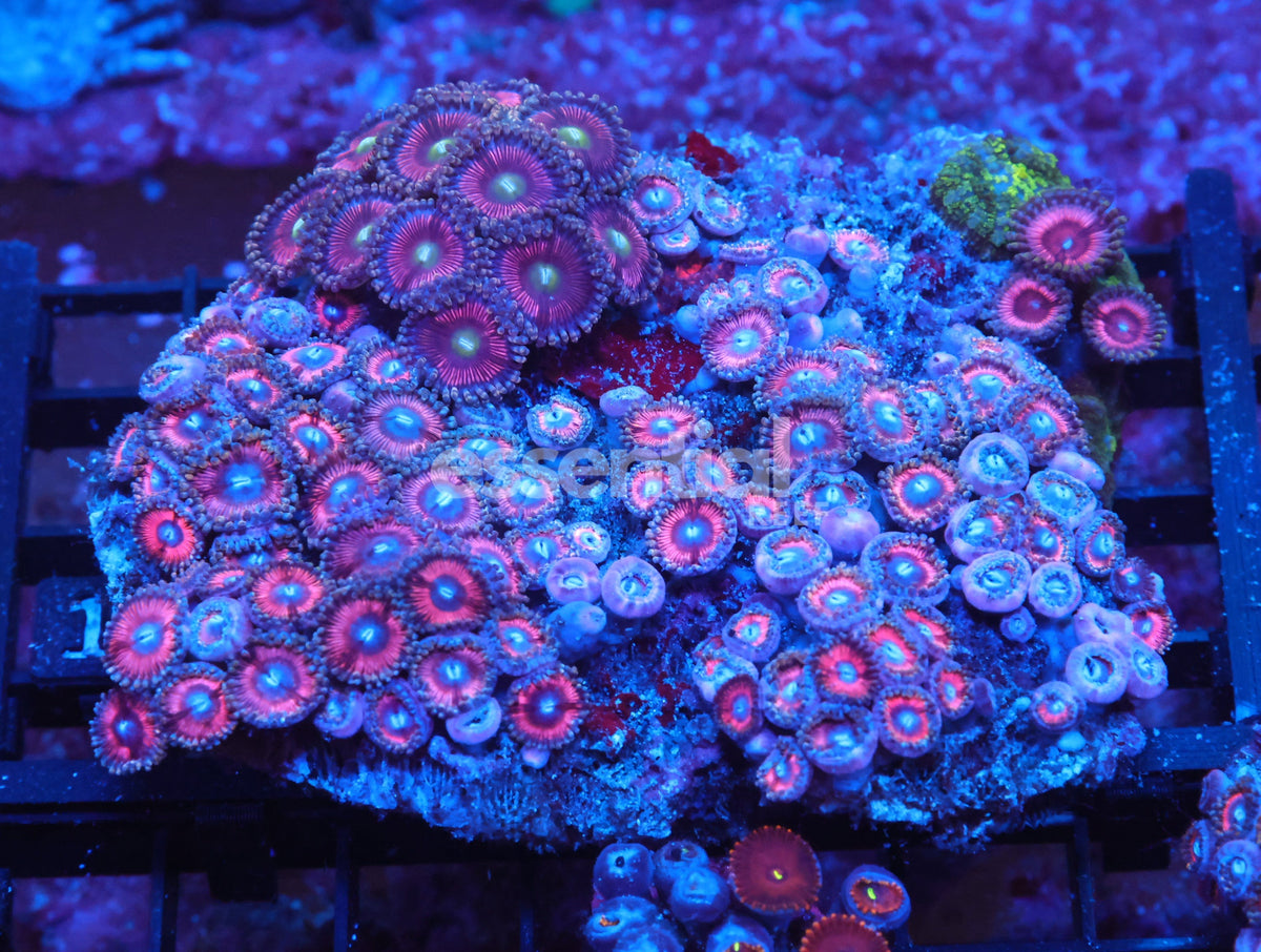 Watermarked - X103 - Indo Combo Zoa Rock
