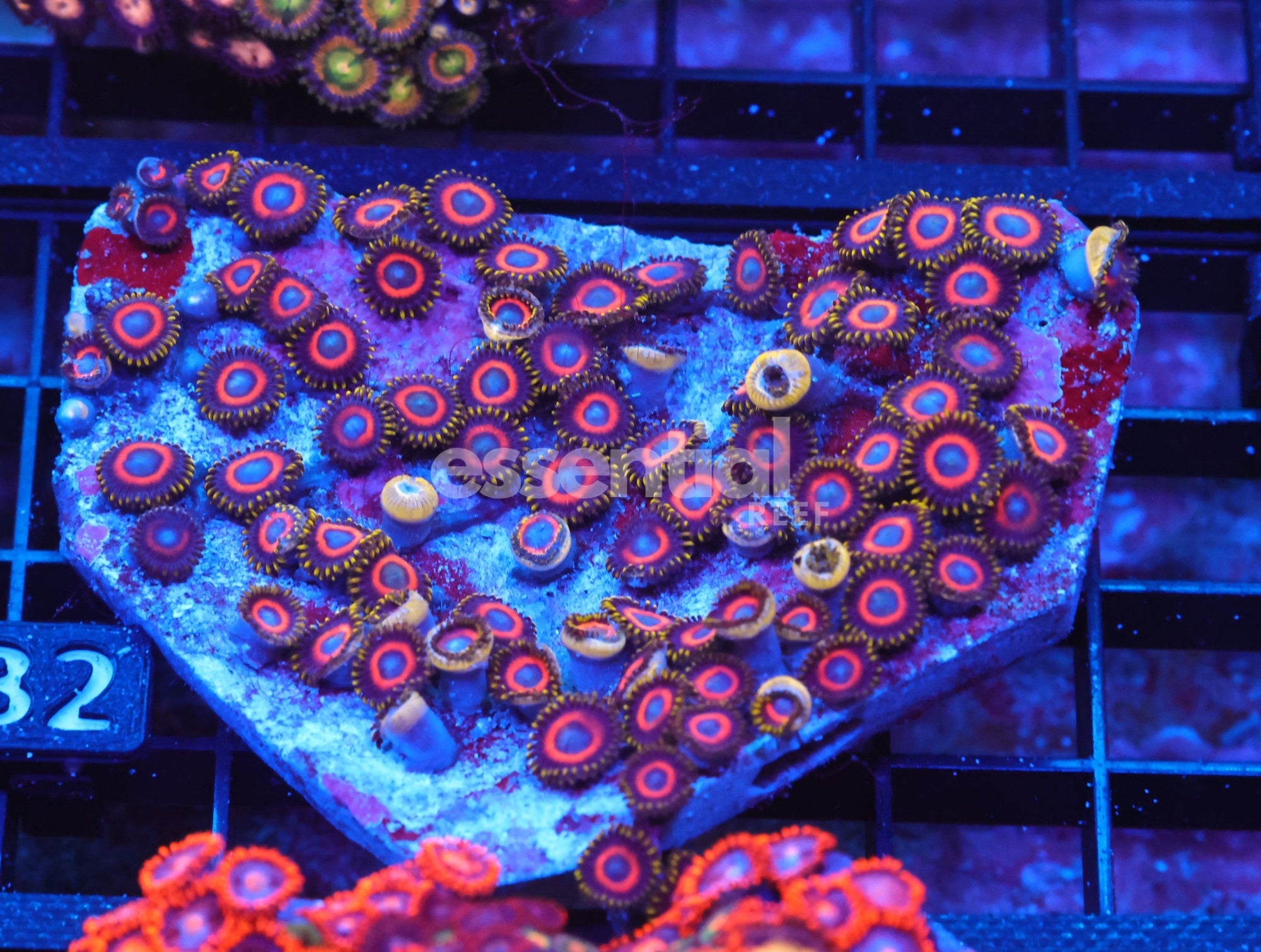 Watermarked - X132 - Indo Eagle Eye Zoa