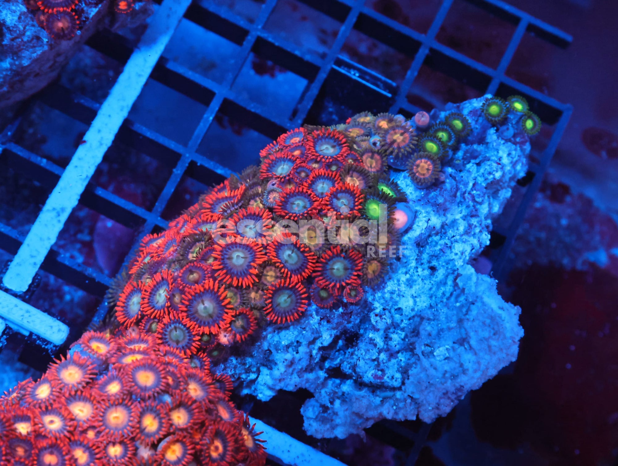 Watermarked - X110 - Indo Combo Zoa Rock