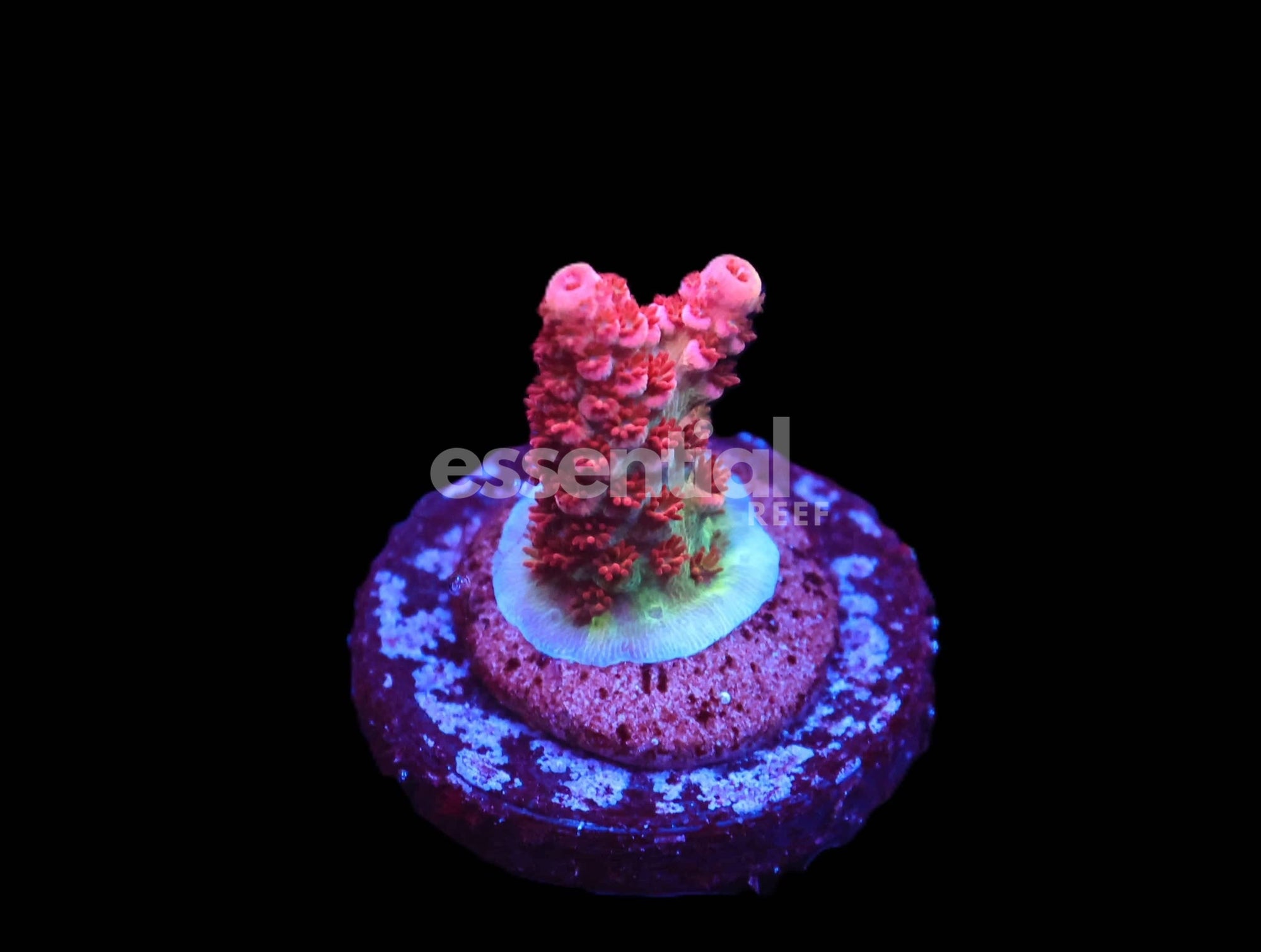 Watermarked - C237 - SDC DAYDREAM ACRO