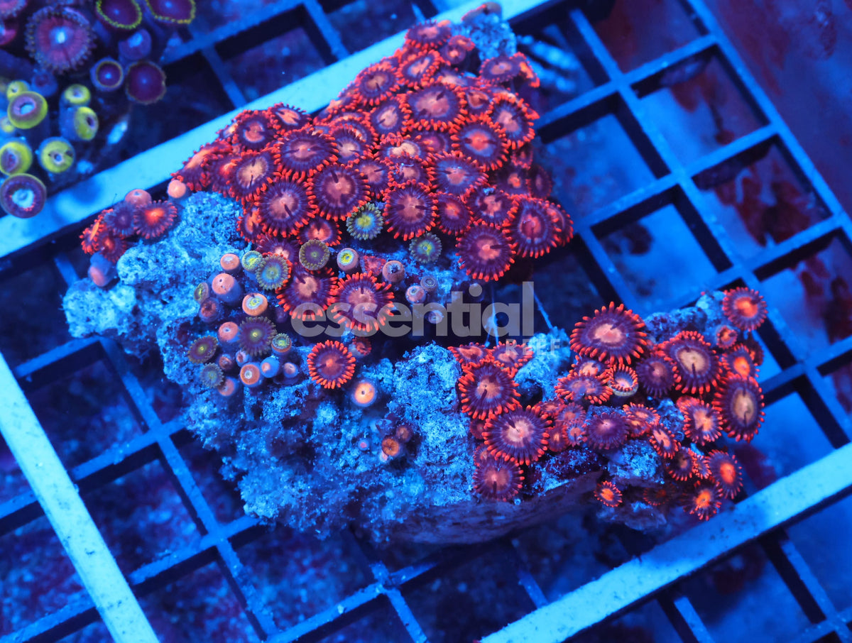 Watermarked - X115 - Indo Red Skirt Zoa