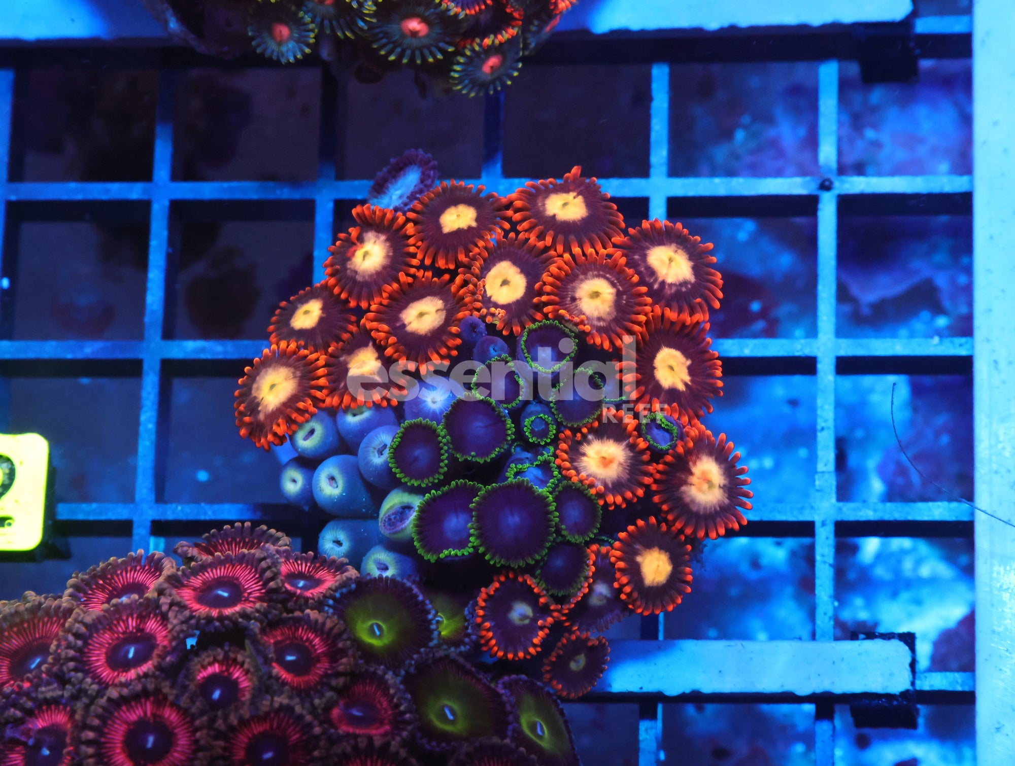 Watermarked - X12 - Indo Combo Zoa Rock