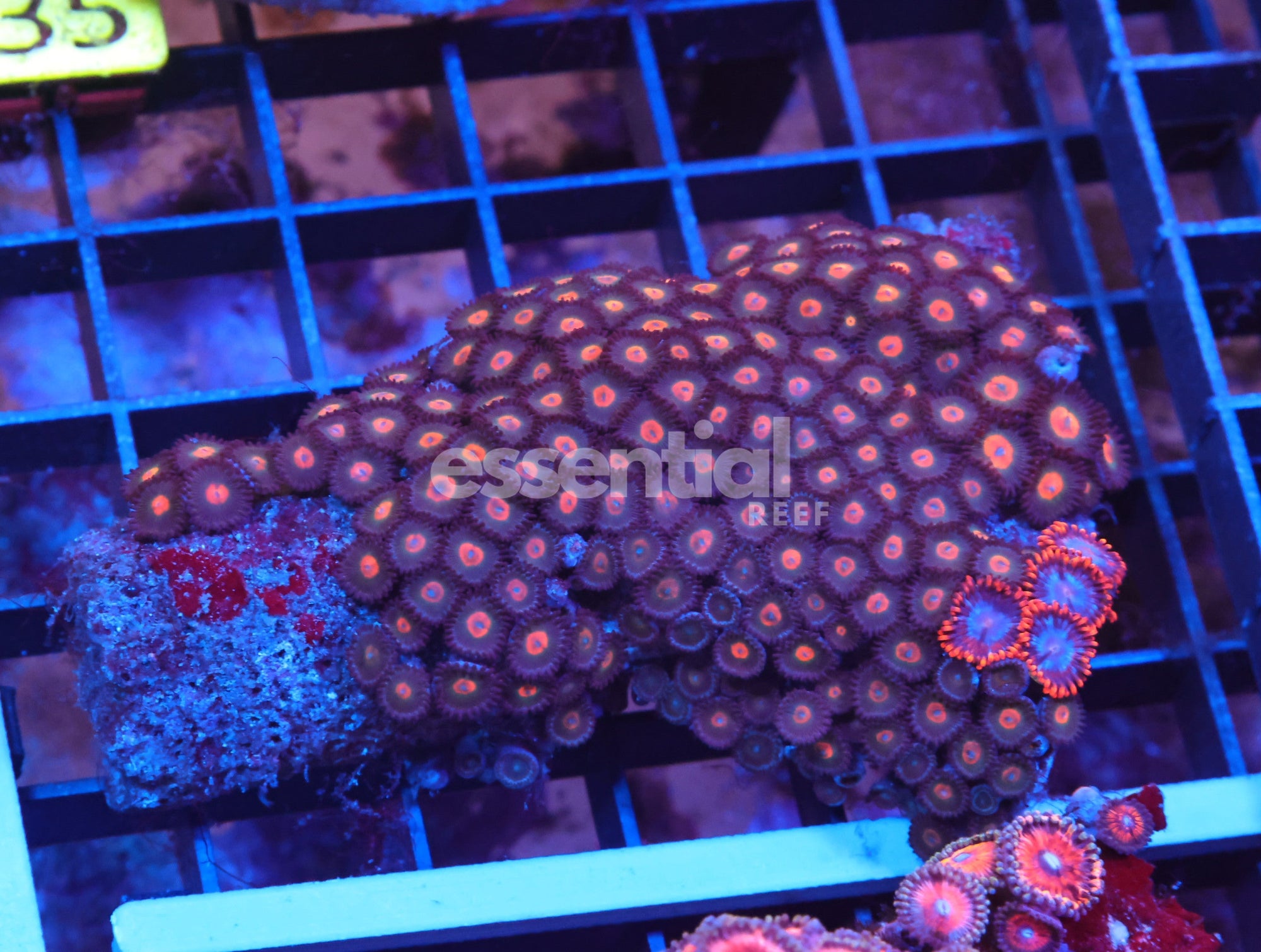 Watermarked - X30 - Indo Red Eye Zoa