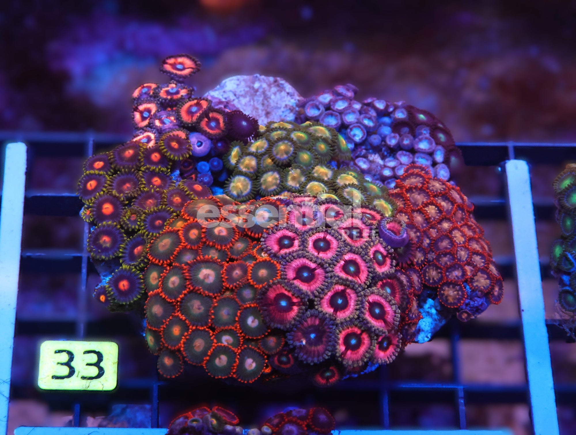 Watermarked - X33 - Indo Ultra Combo Zoa Rock