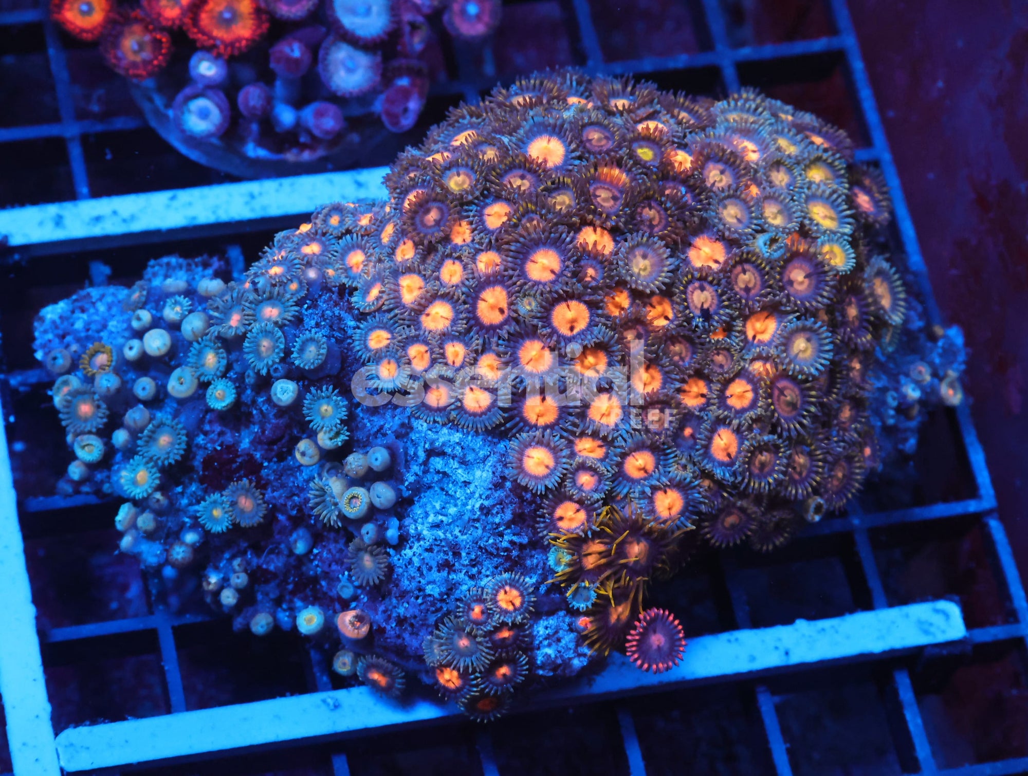 Watermarked - X125 - Indo Combo Zoa Rock