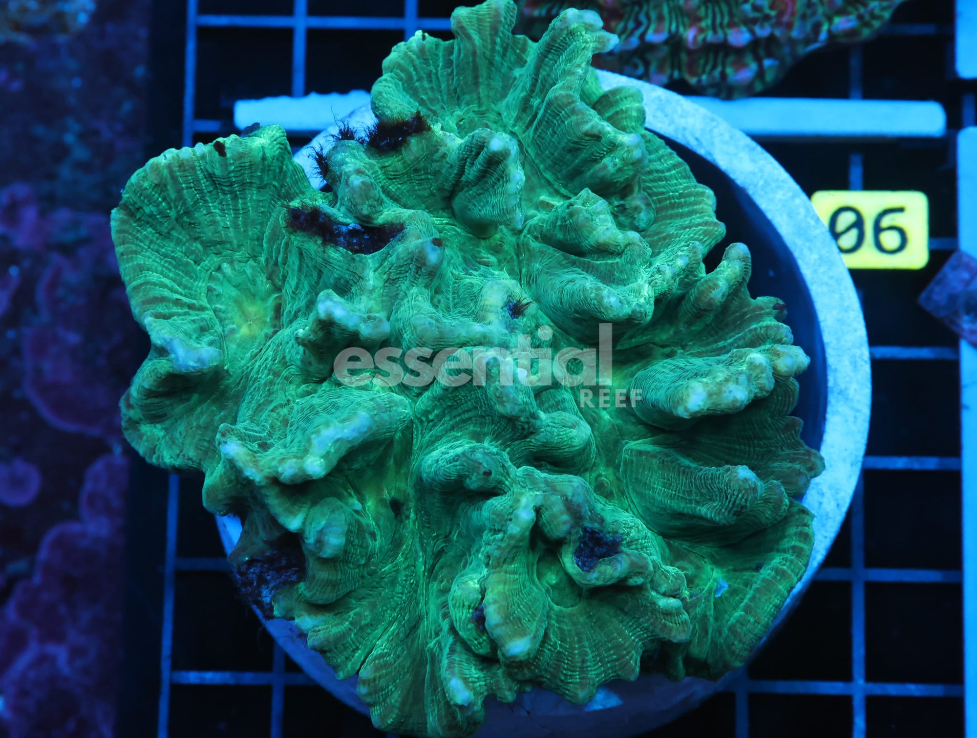 Watermarked - B90 -INDO METALLIC PECTINIA