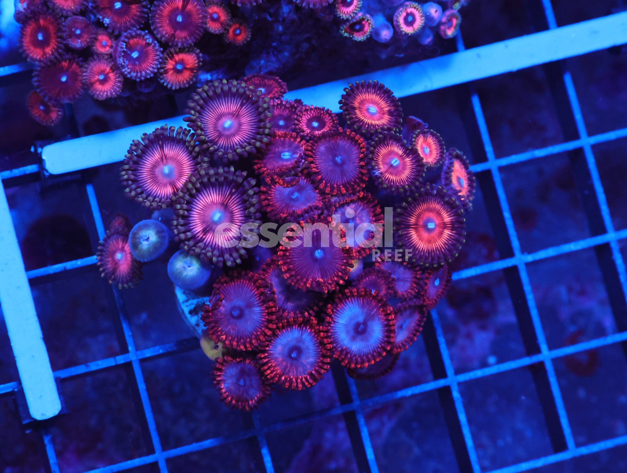 Watermarked - X38 - Indo Ultra Combo Zoa Rock