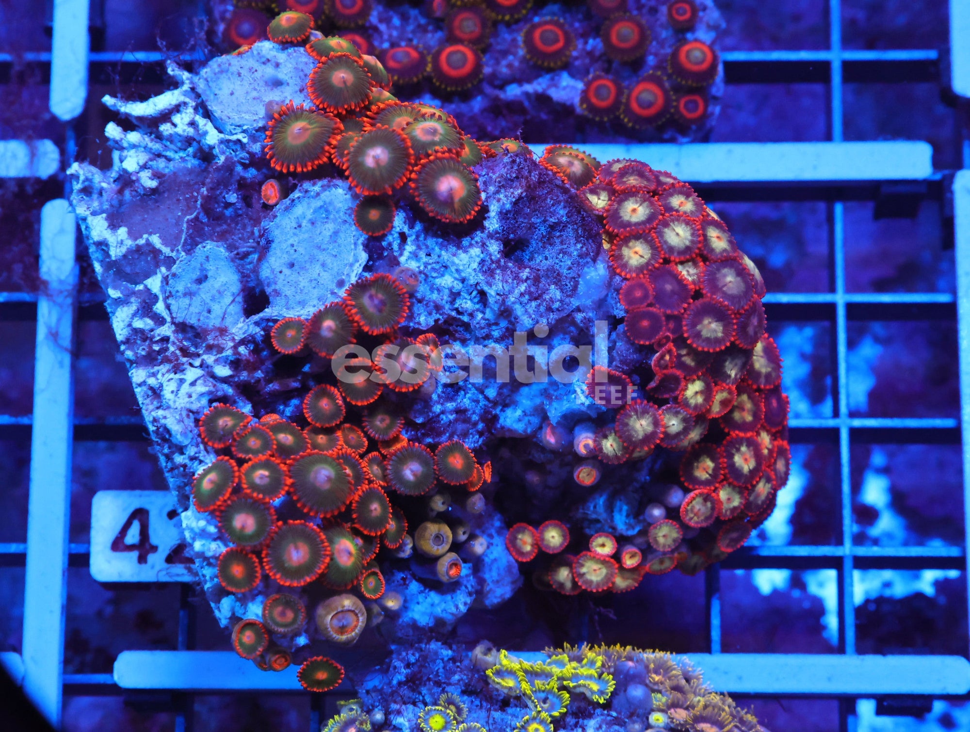 Watermarked - X42 - Indo Red Skirt Zoa