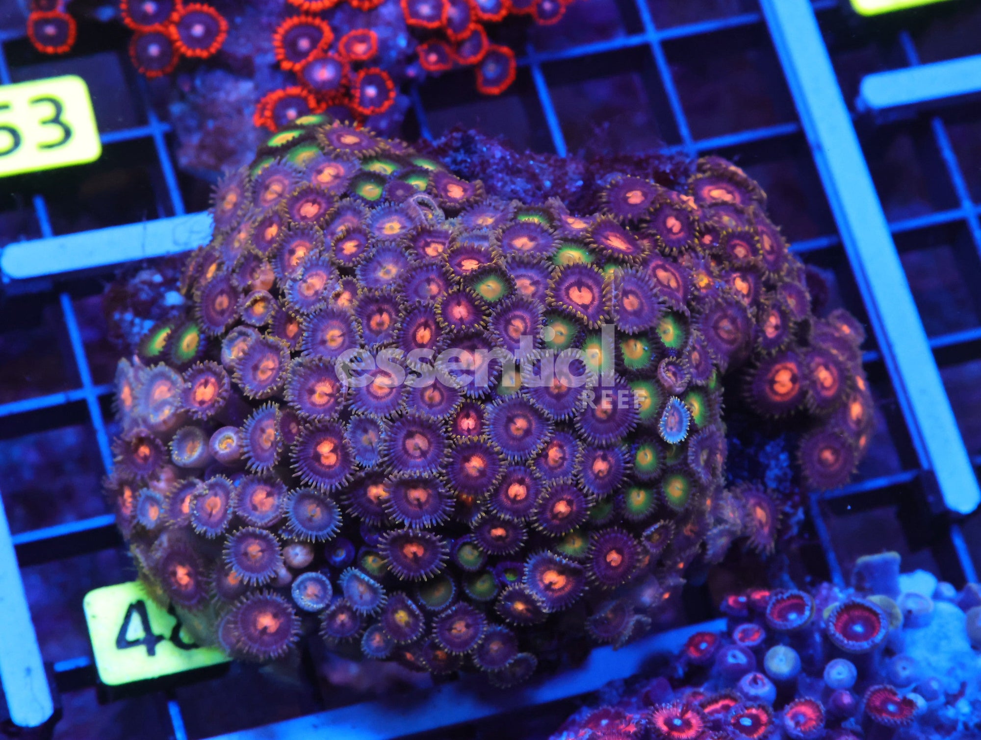 Watermarked - X48 - Indo Combo Zoa Rock