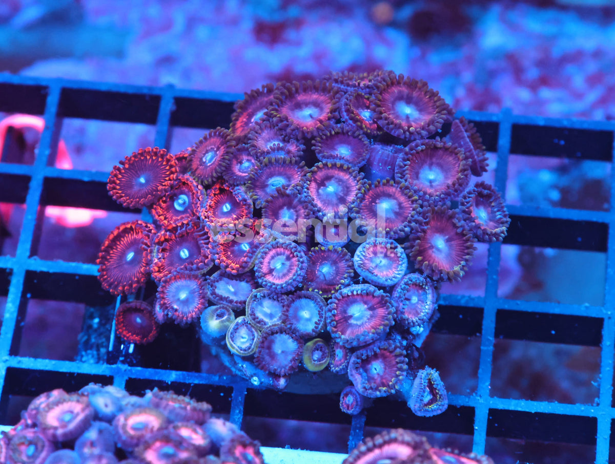 Watermarked - X136 - Indo Super Pink Zoa