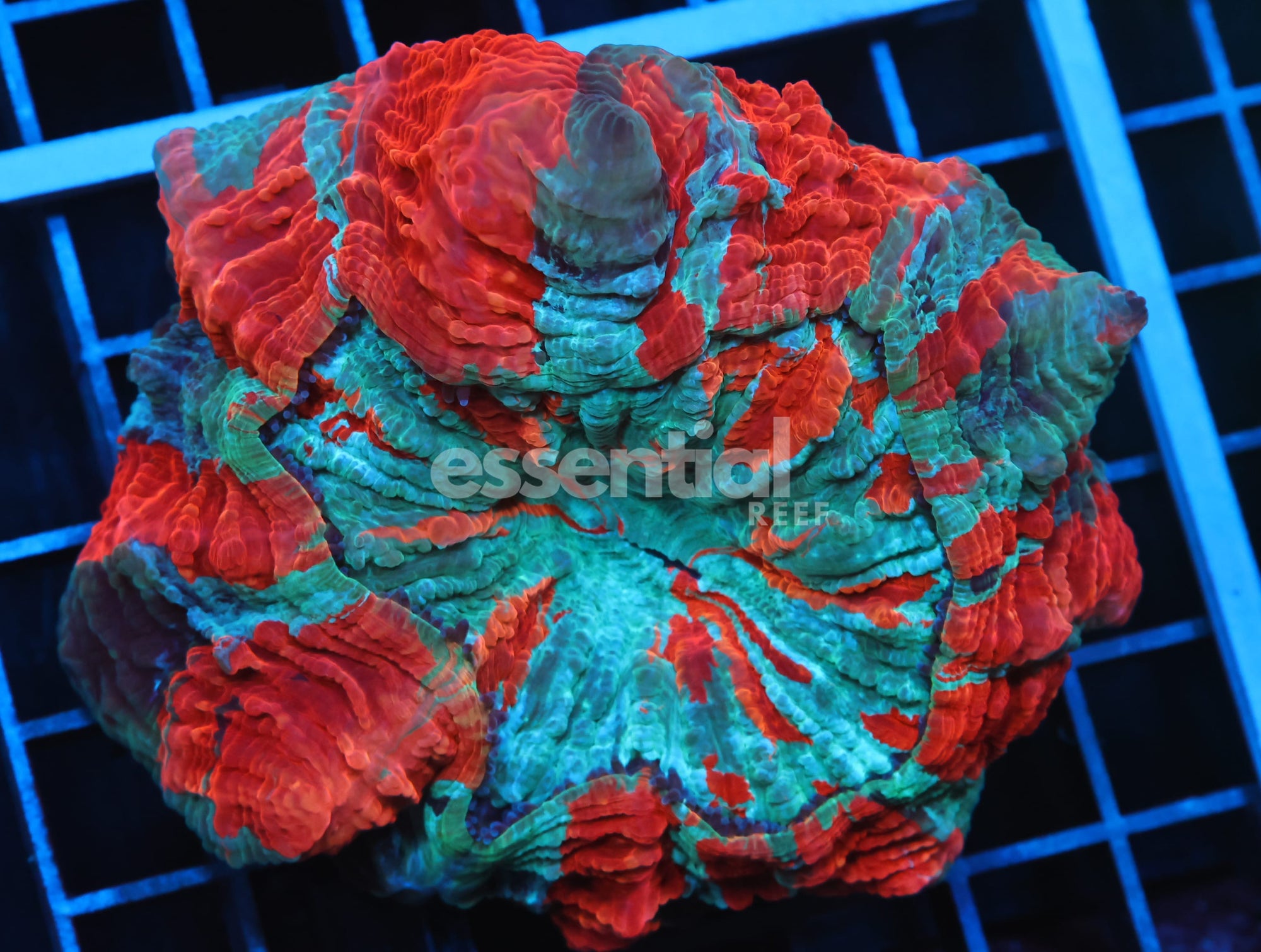 Watermarked - B91 -MALAYSIAN RED SPLASH ACANTHOPHYLLIA