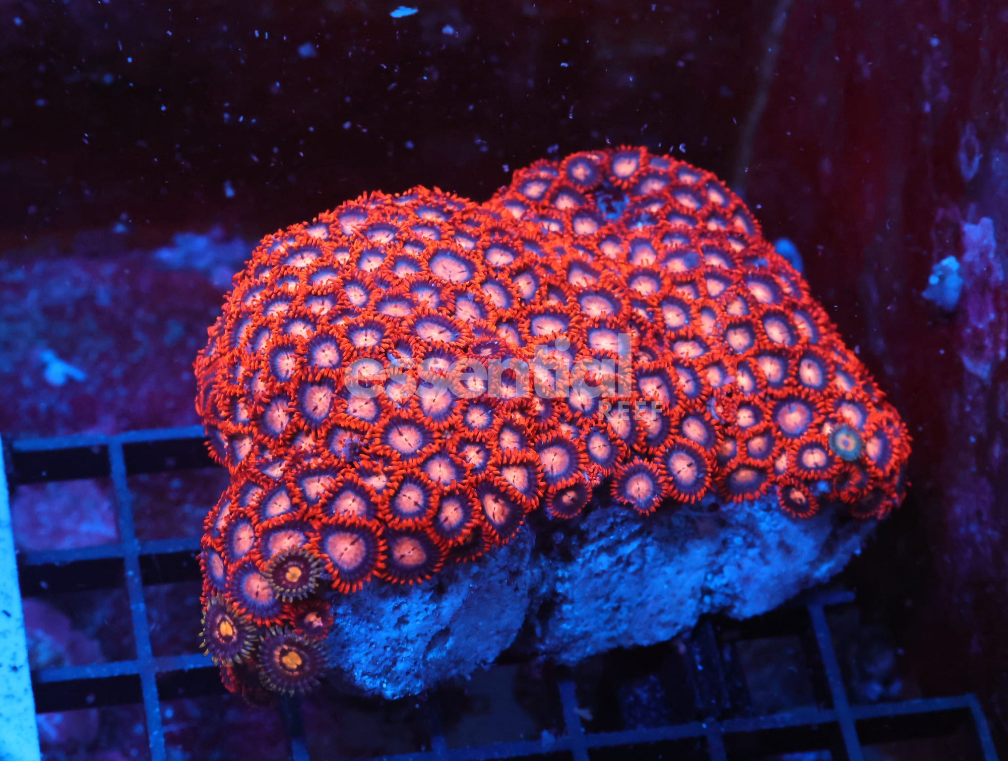 Watermarked - X140 - Indo Red Skirt Zoa