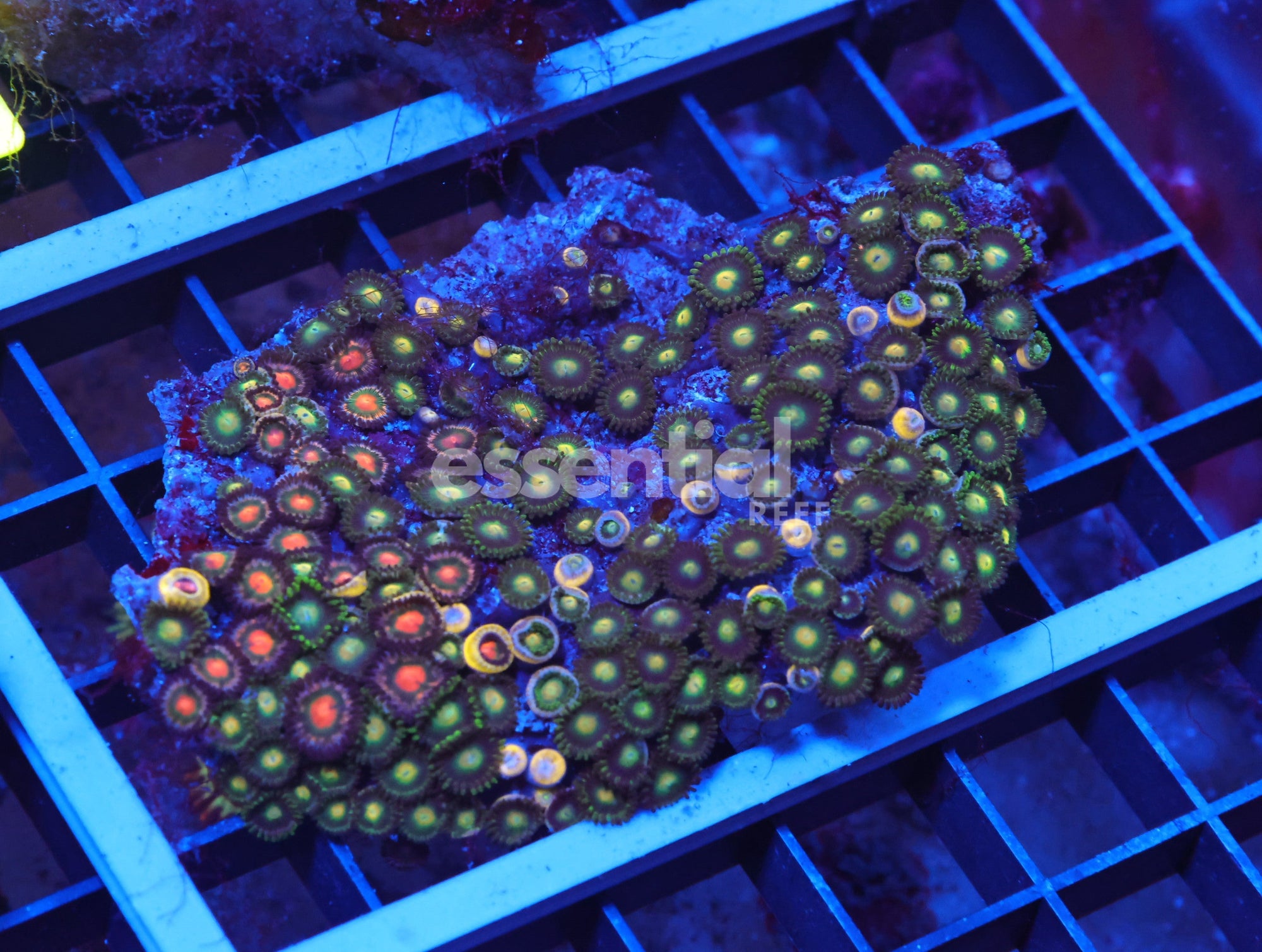 Watermarked - X55 - Indo Combo Zoa Rock