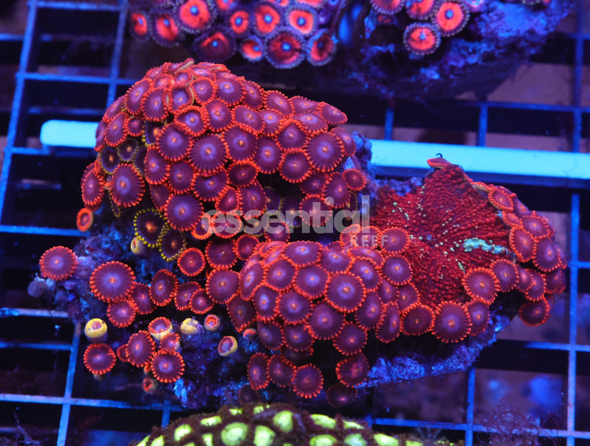Watermarked - X56 - Indo Red Skirt Zoa