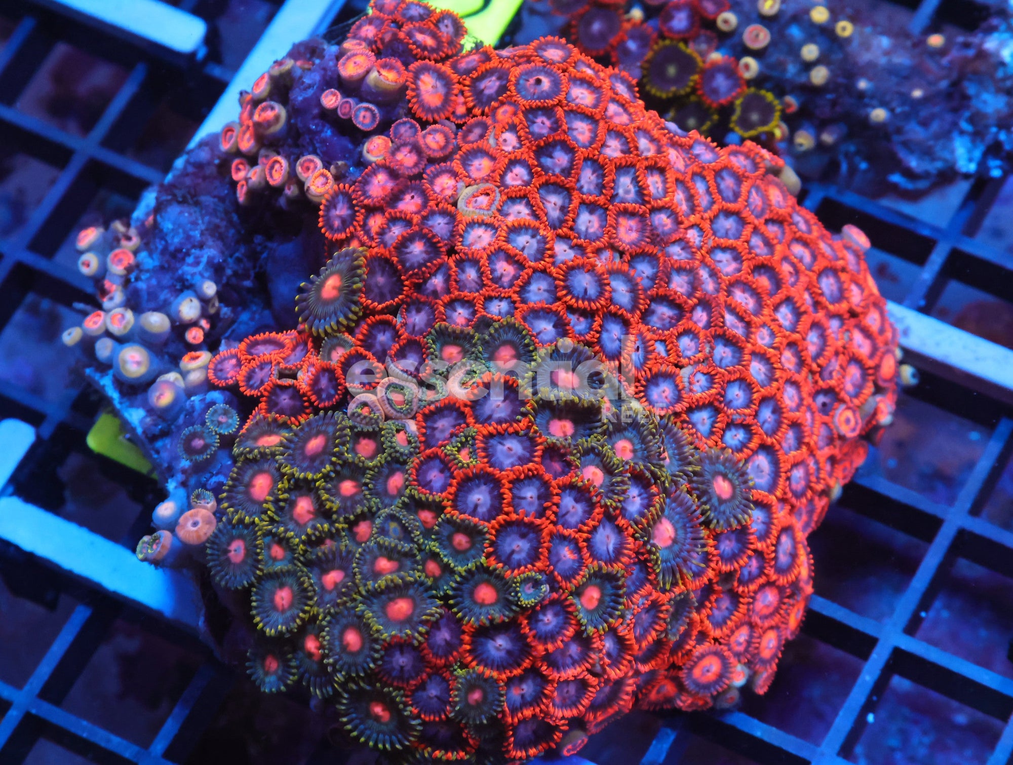 Watermarked - X17 - Indo Combo Zoa Rock