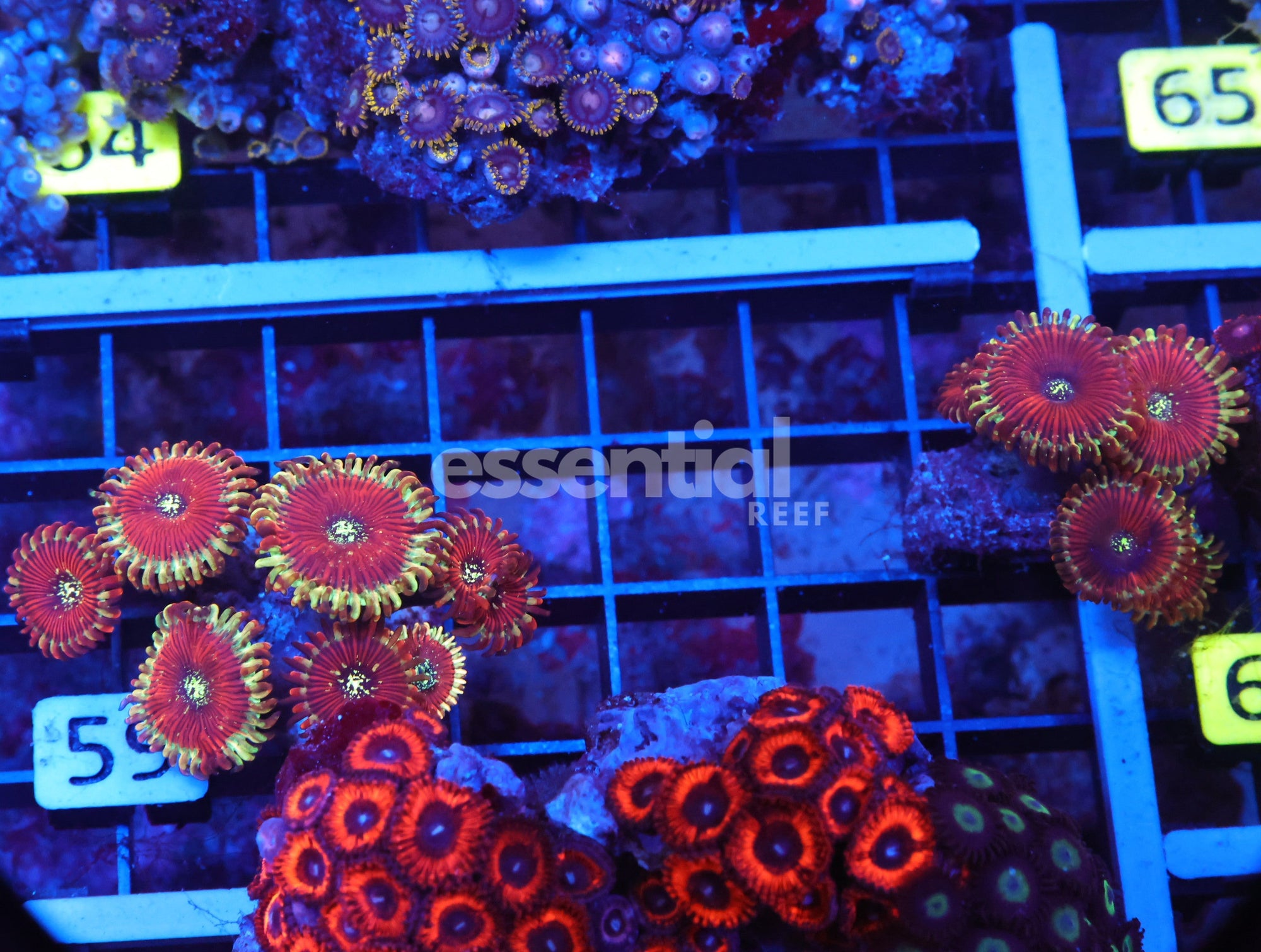Watermarked - X59 - 2PK Red Magician Zoa