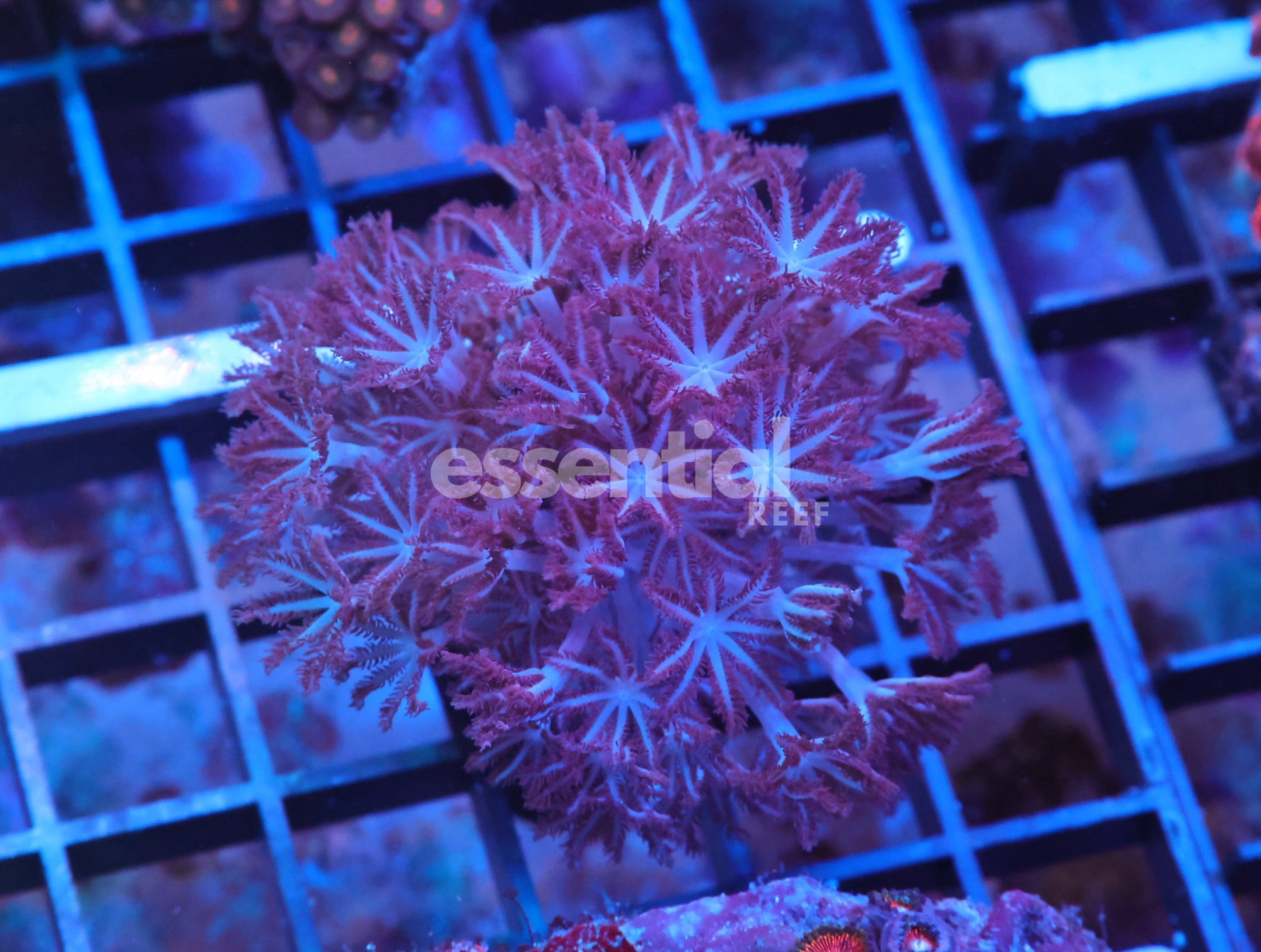 Watermarked - X25 - Pumping Xenia