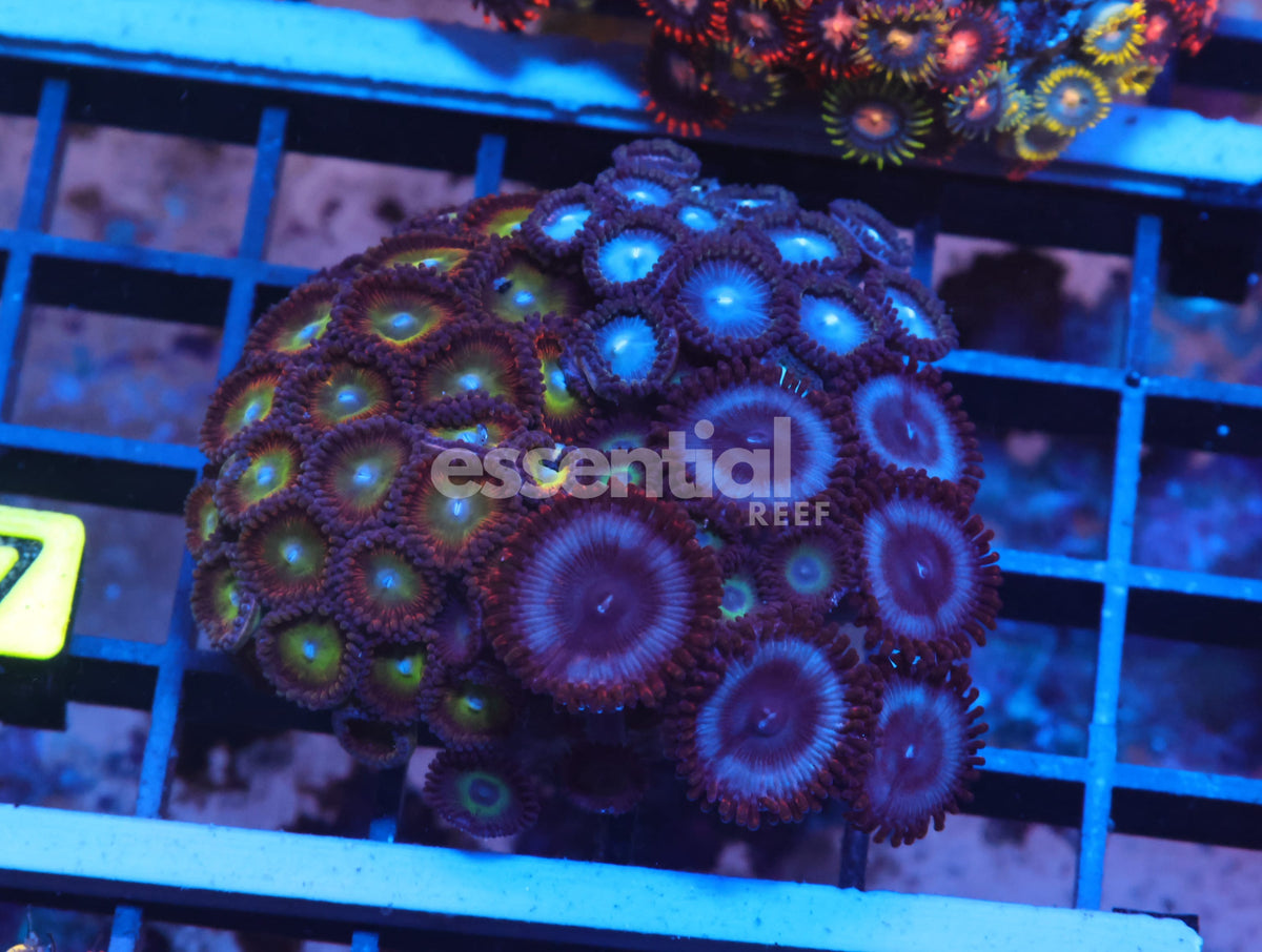 Watermarked - X27 - Indo Combo Zoa Rock