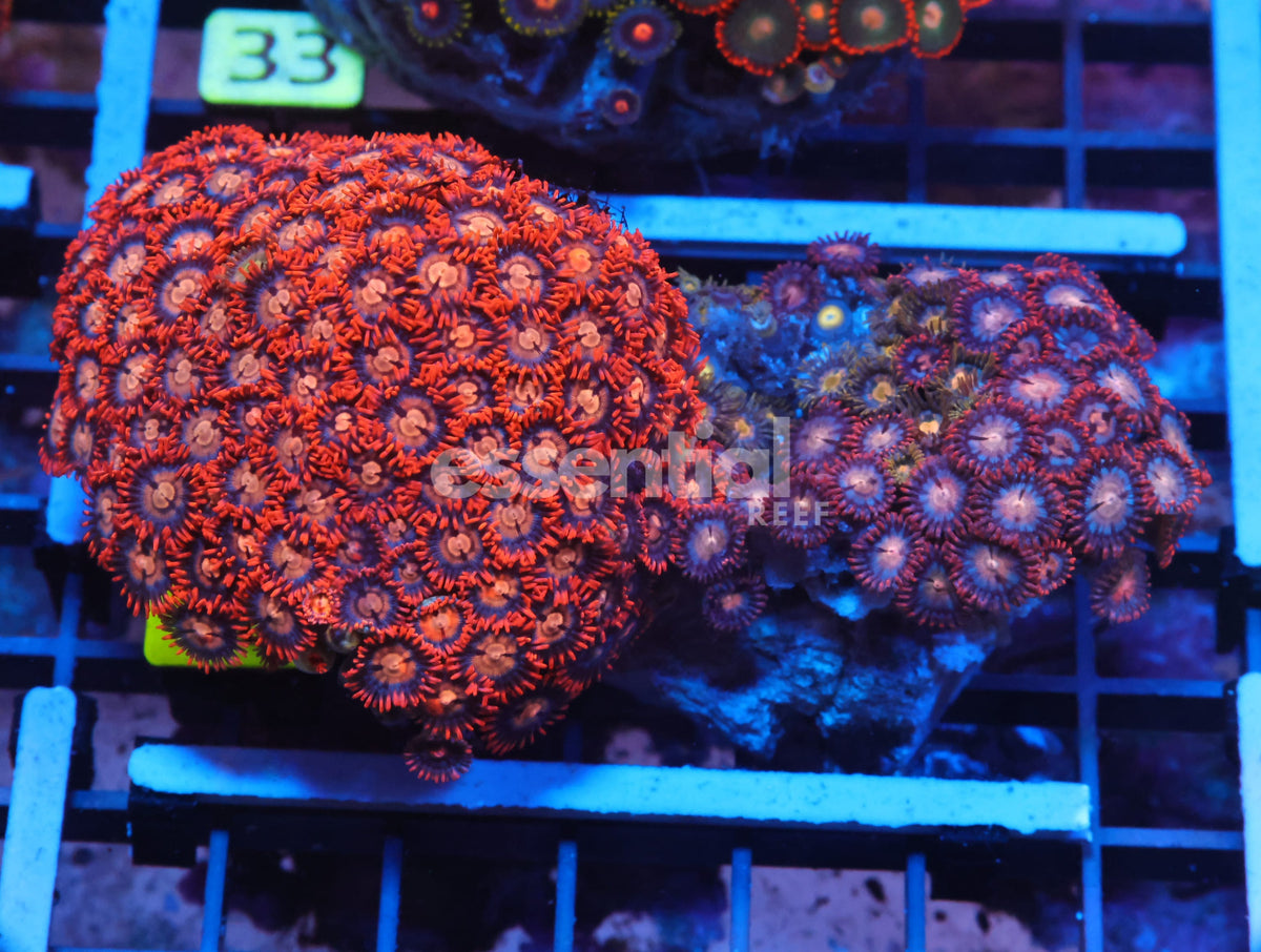 Watermarked - X28 - Indo Combo Zoa Rock