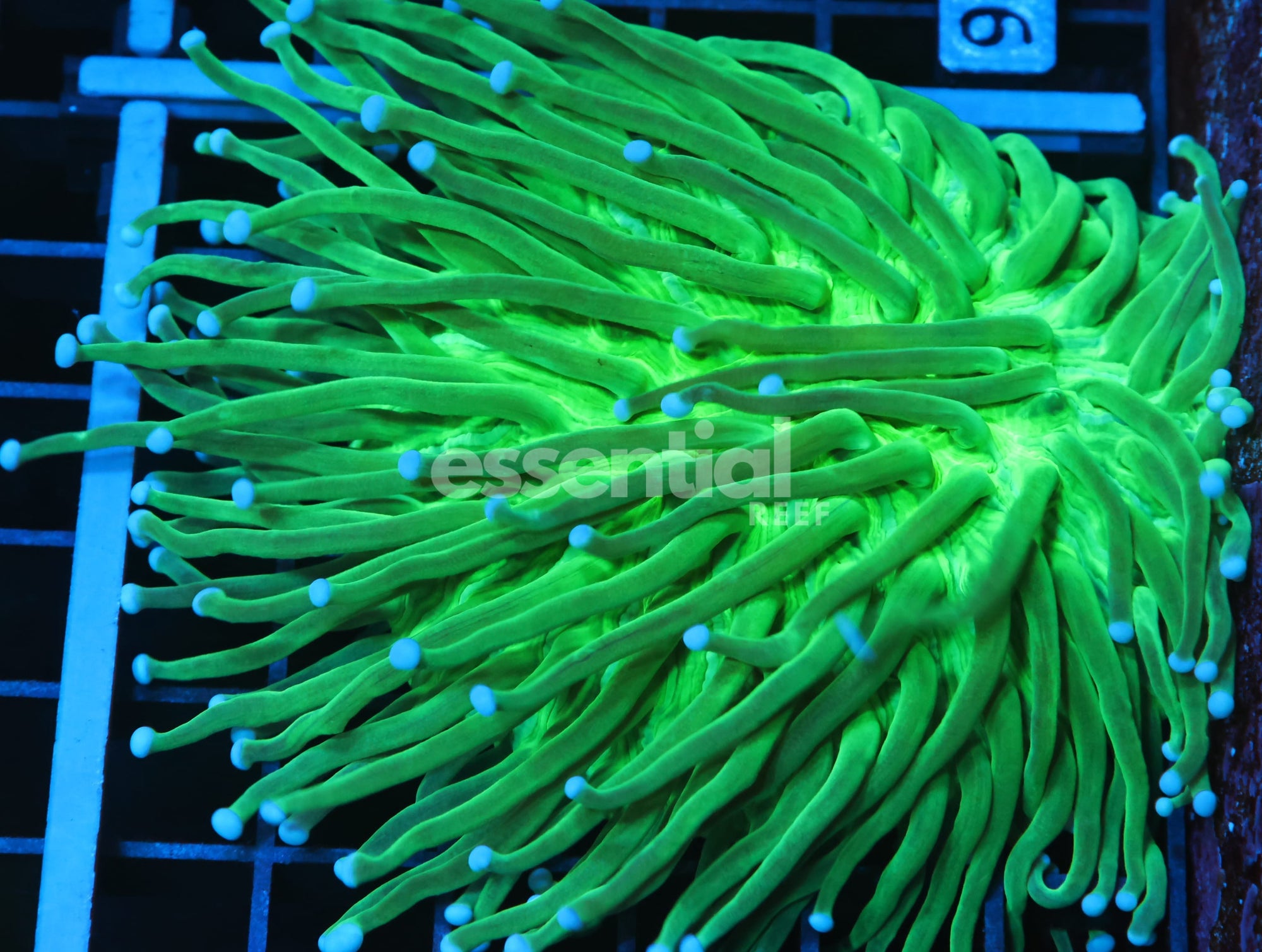 Watermarked - B92 -AUSSIE RADIOACTIVE HELIOFUNGIA LG
